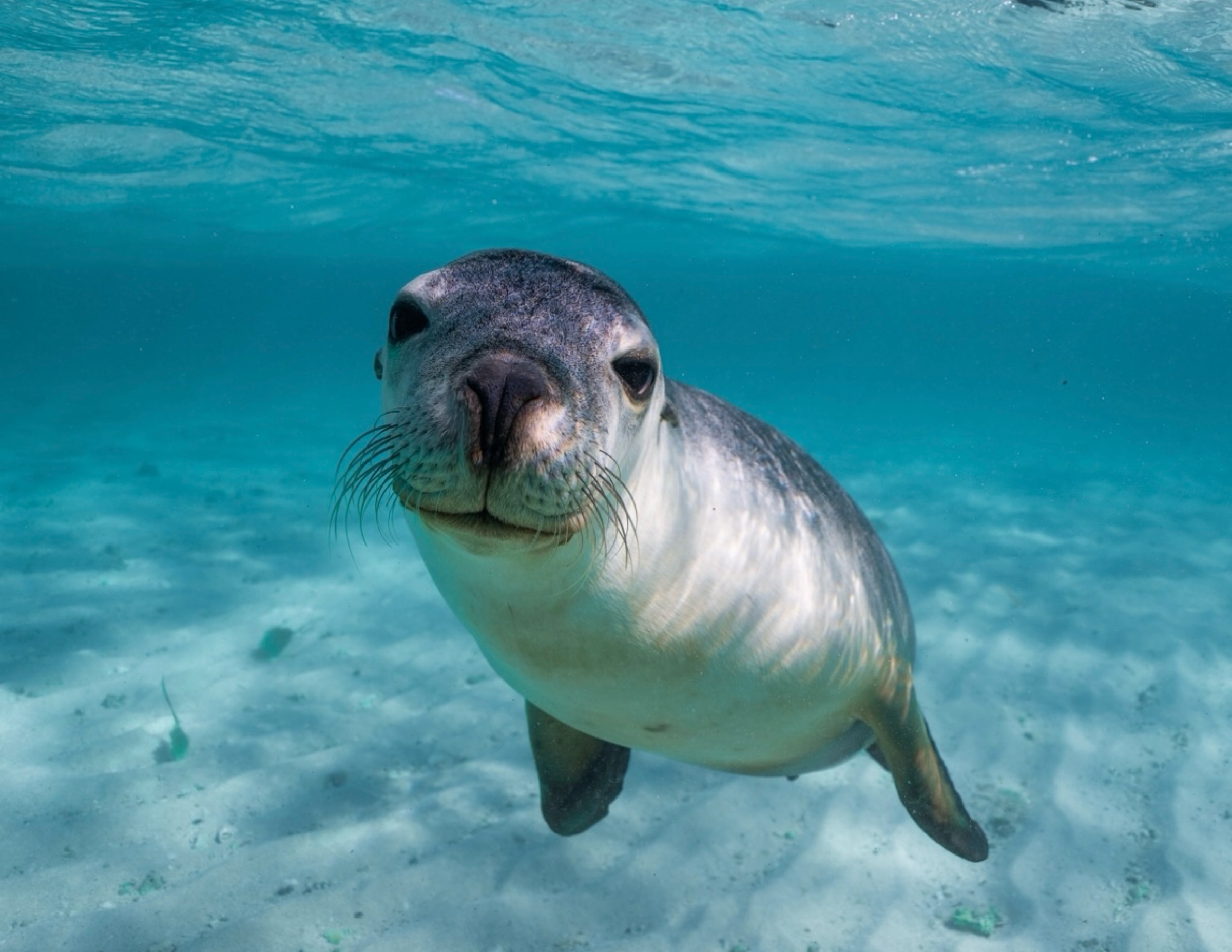 Sea Lion Interaction Tour