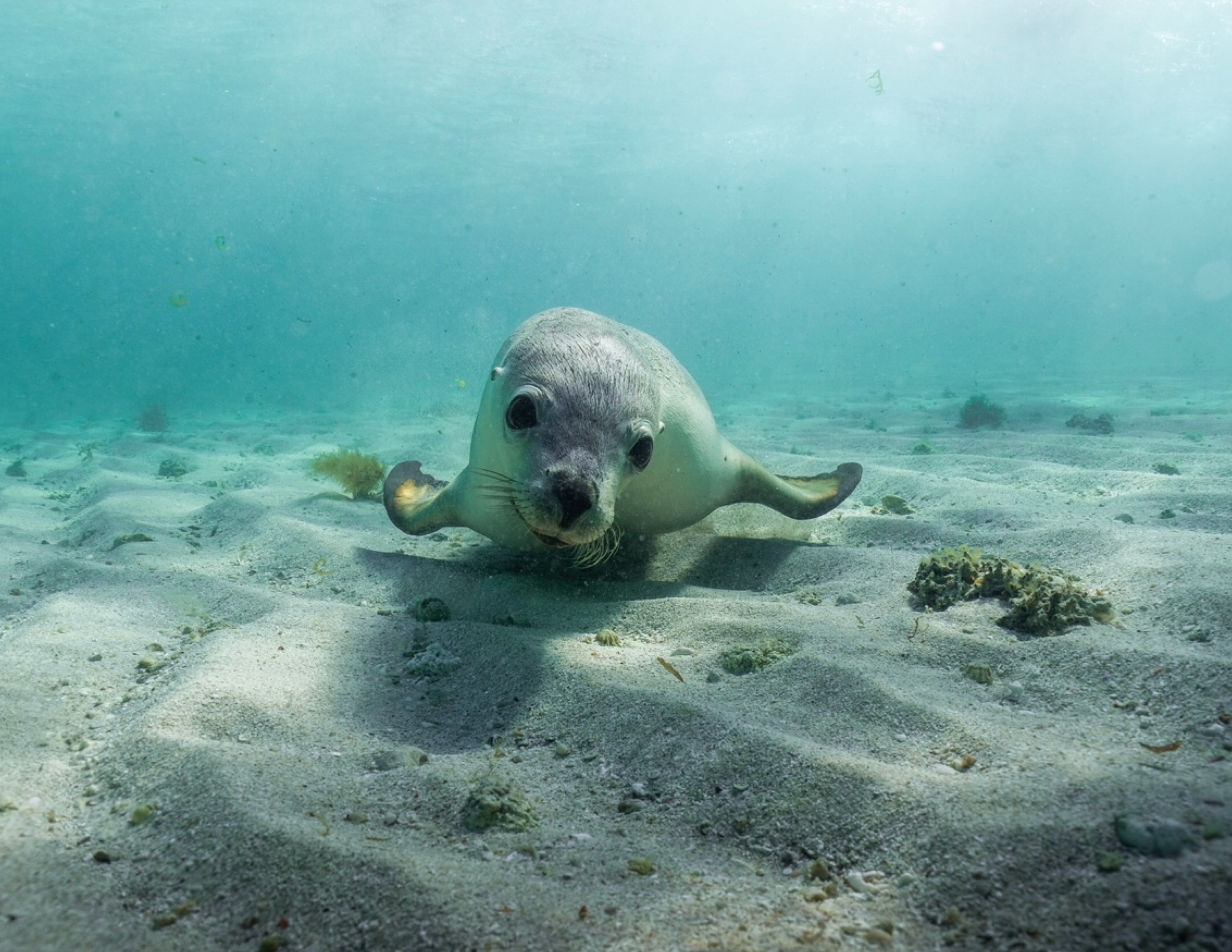 Sea Lion Interaction Tour