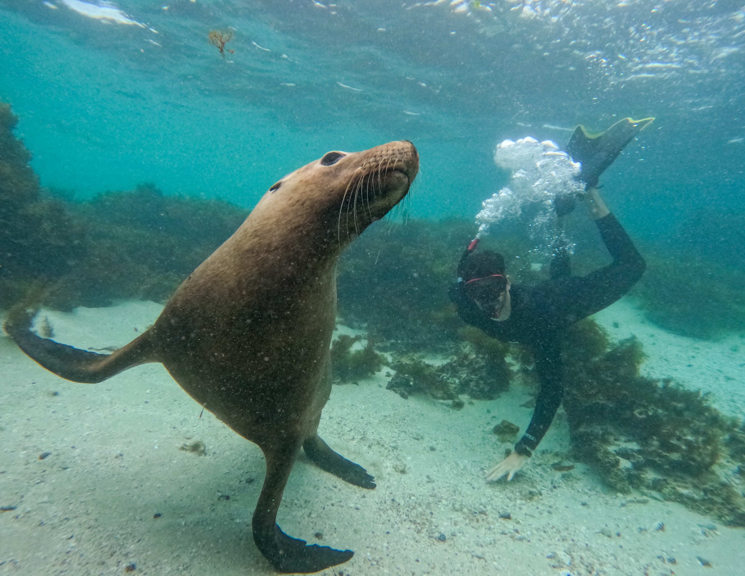 Sea Lion Interaction Tour