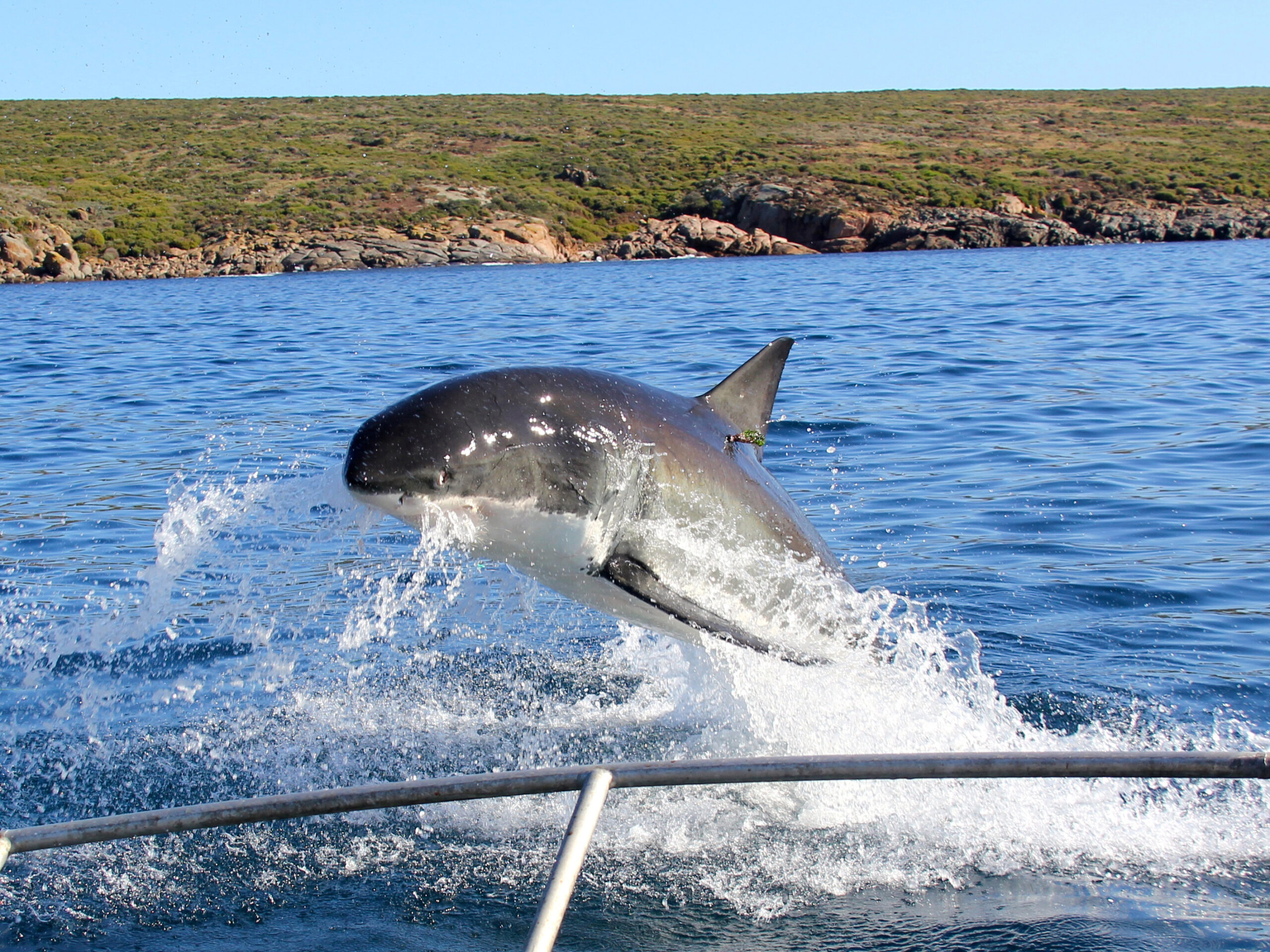 One day Great White Shark Tour