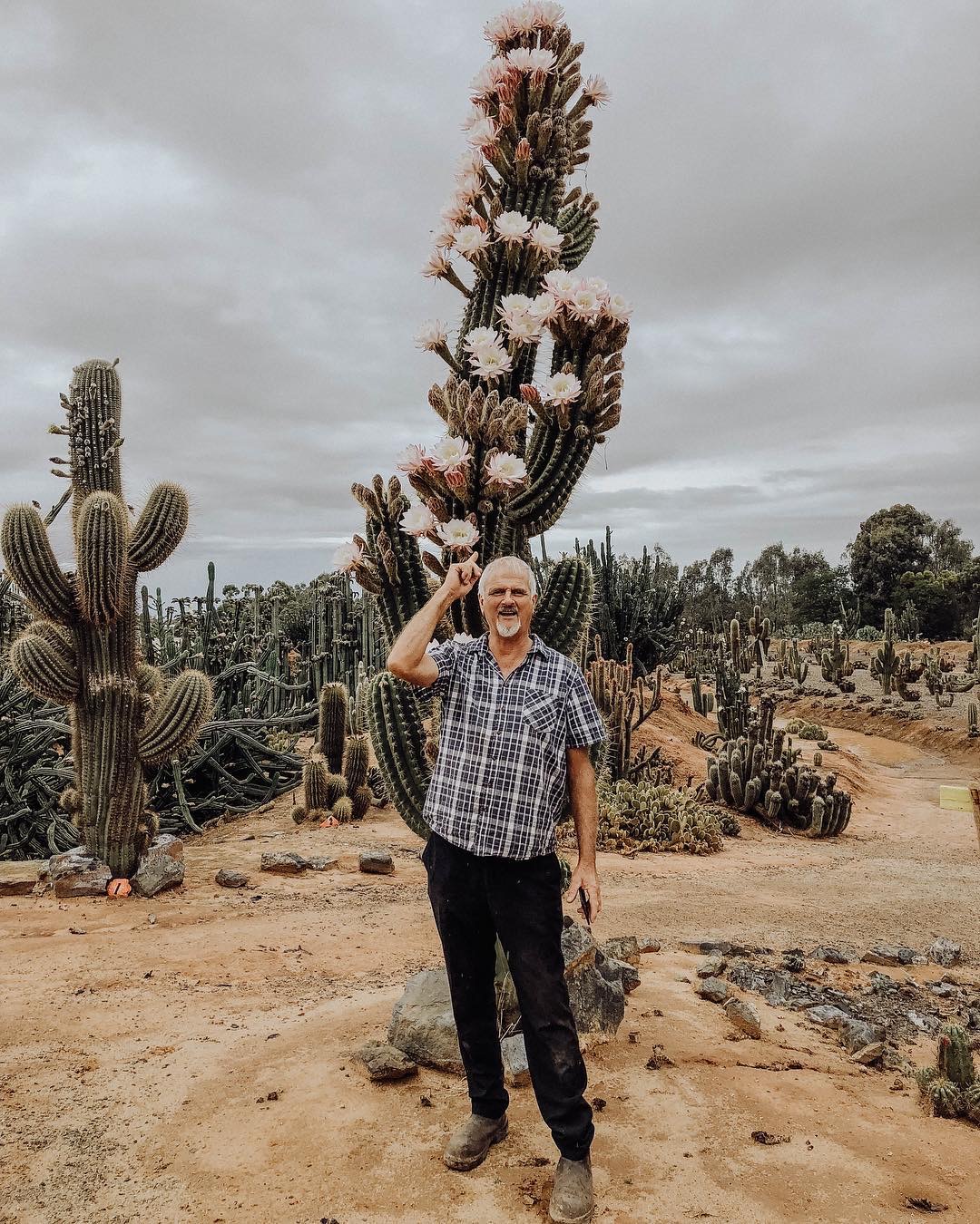 Desert Blooms at Cactus Country