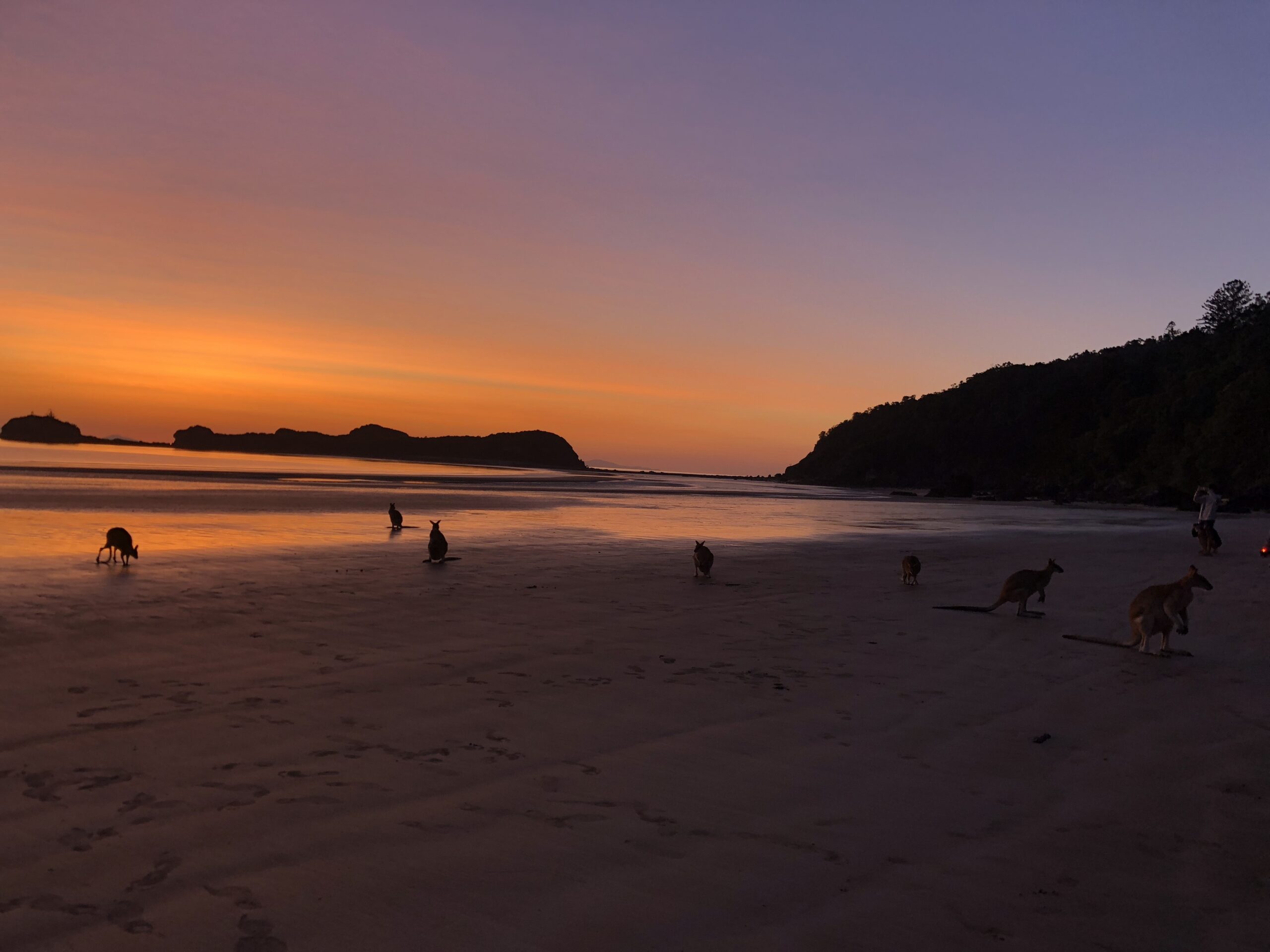 Wildlife Tour - Kangaroo’s on the Beach at Sunrise - Departing Airlie Beach Daily