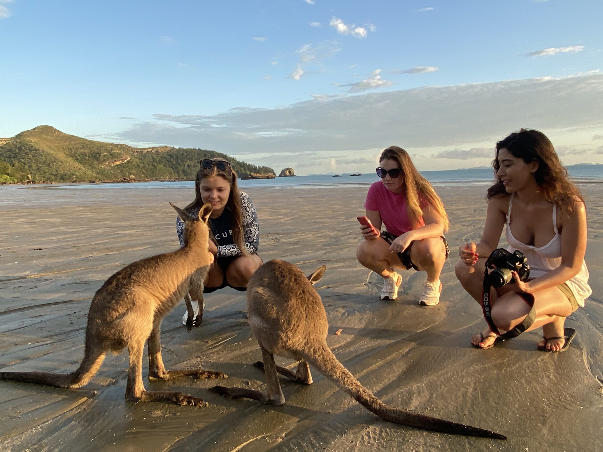 Wildlife Tour - Kangaroo’s on the Beach at Sunrise - Departing Airlie Beach Daily