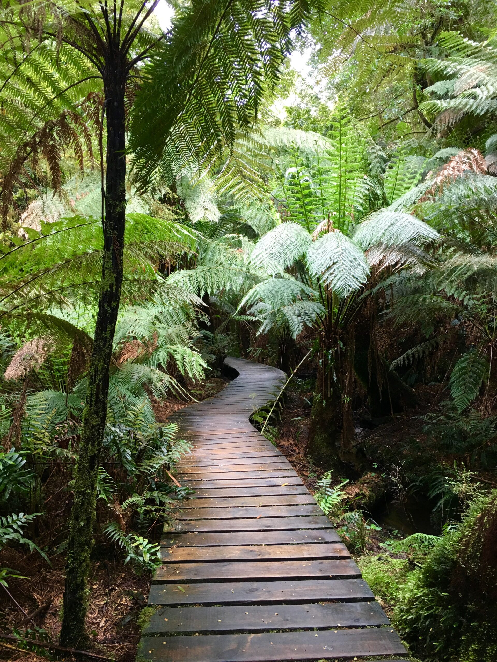 The Great Ocean Road and 12 Apostles Tour