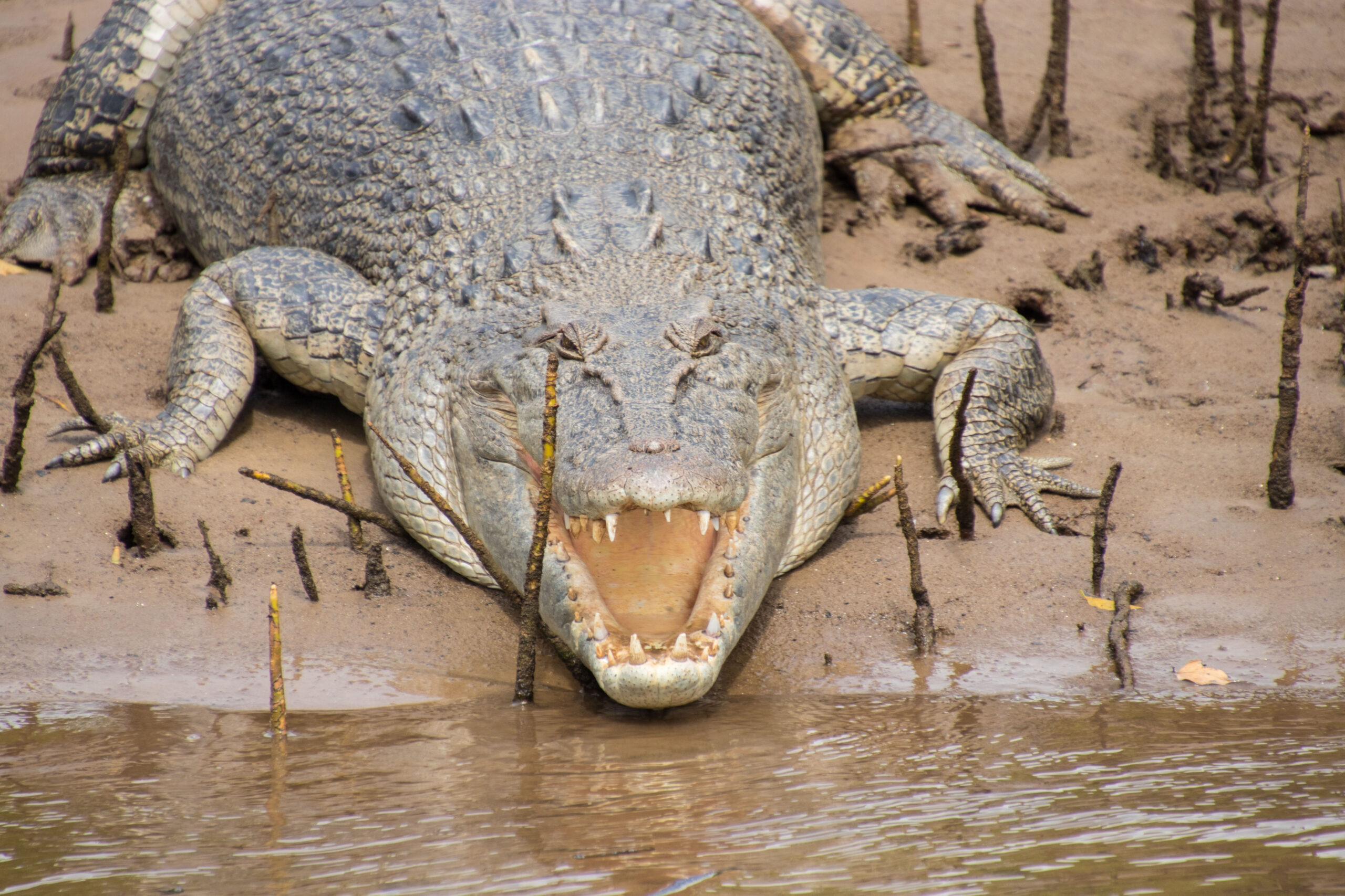Johnstone River Croc & Wildlife Tour