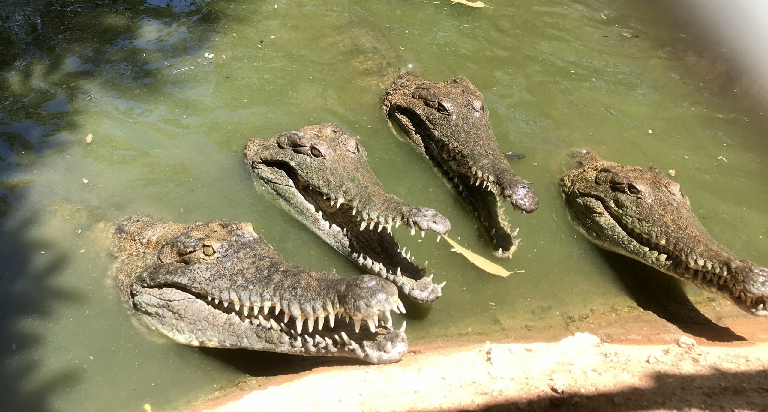 Malcolm Douglas Crocodile Educational Tour - Entry Fees and Transport Included