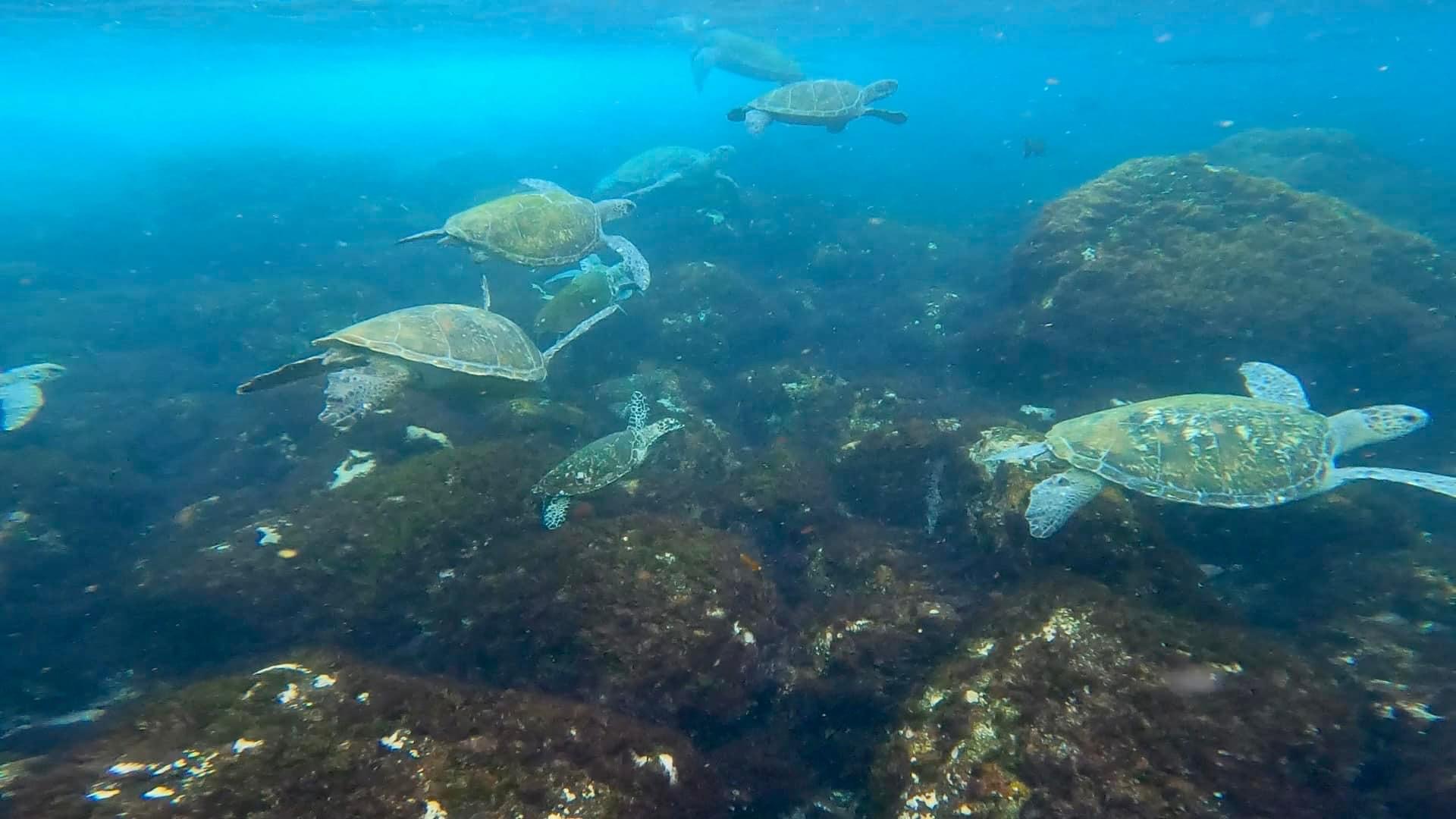 SNORKEL WITH THE TURTLES!