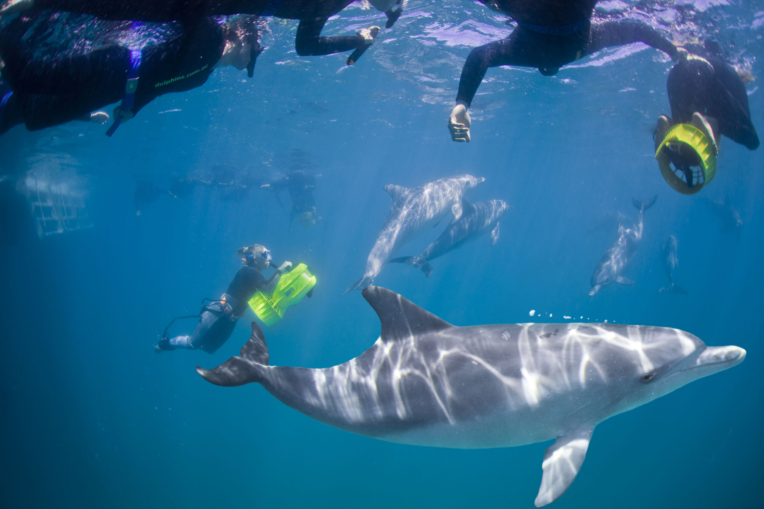 Swim with Wild Dolphins (meet the boat in Rockingham)