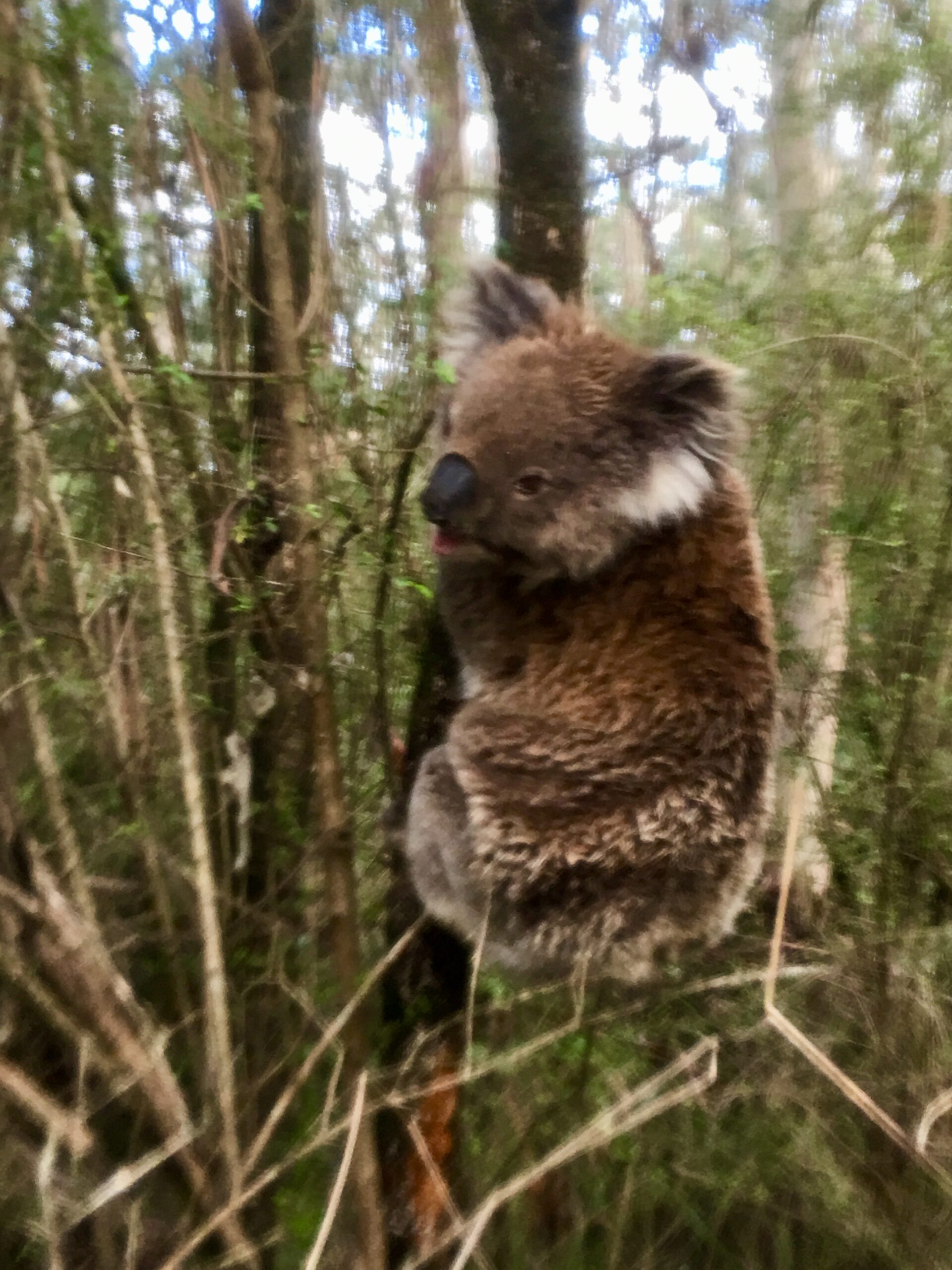 The Great Ocean Road and 12 Apostles Tour