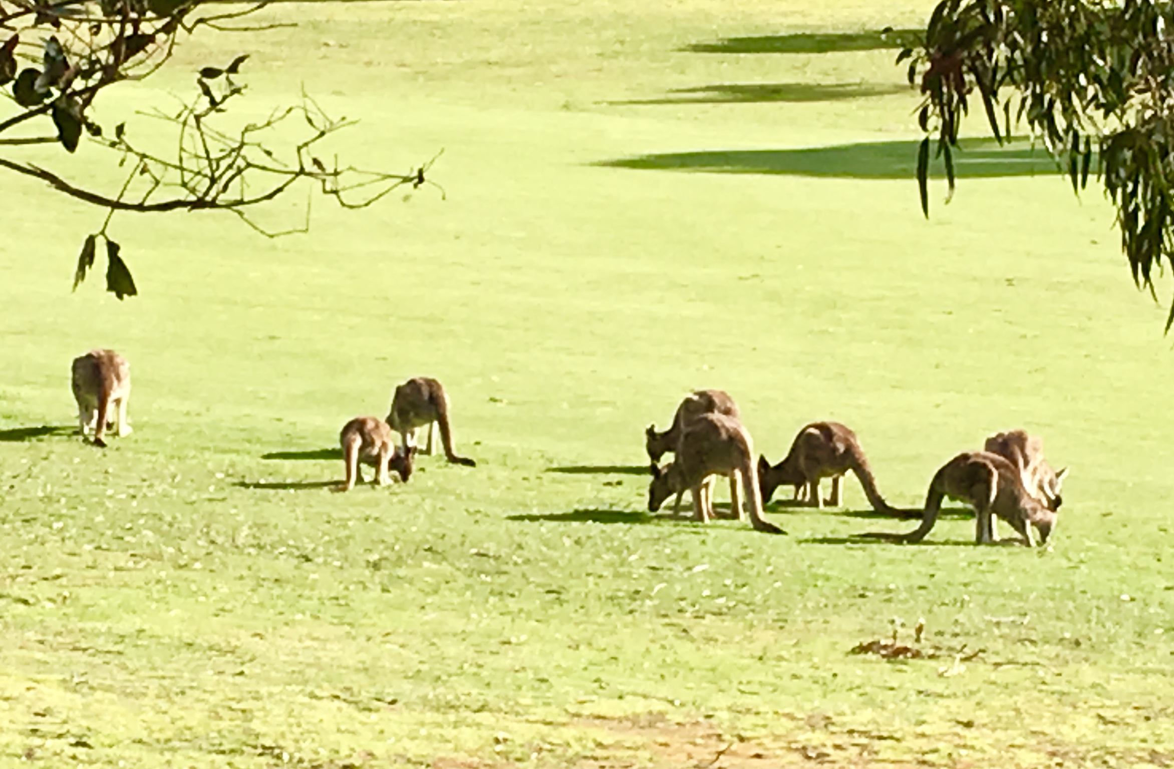 The Great Ocean Road and 12 Apostles Tour