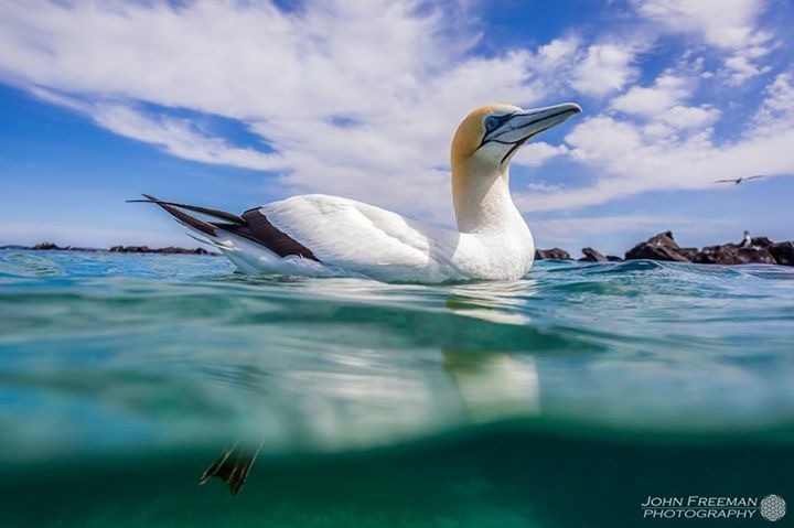 3 hour Dolphin and Seal Swim (NOV-APR)