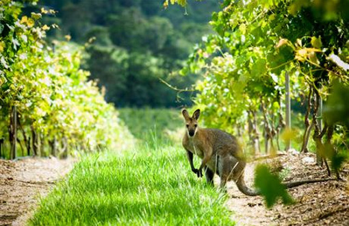 Hunter Valley Ultimate Food & Wine Trail - Private Day Tour