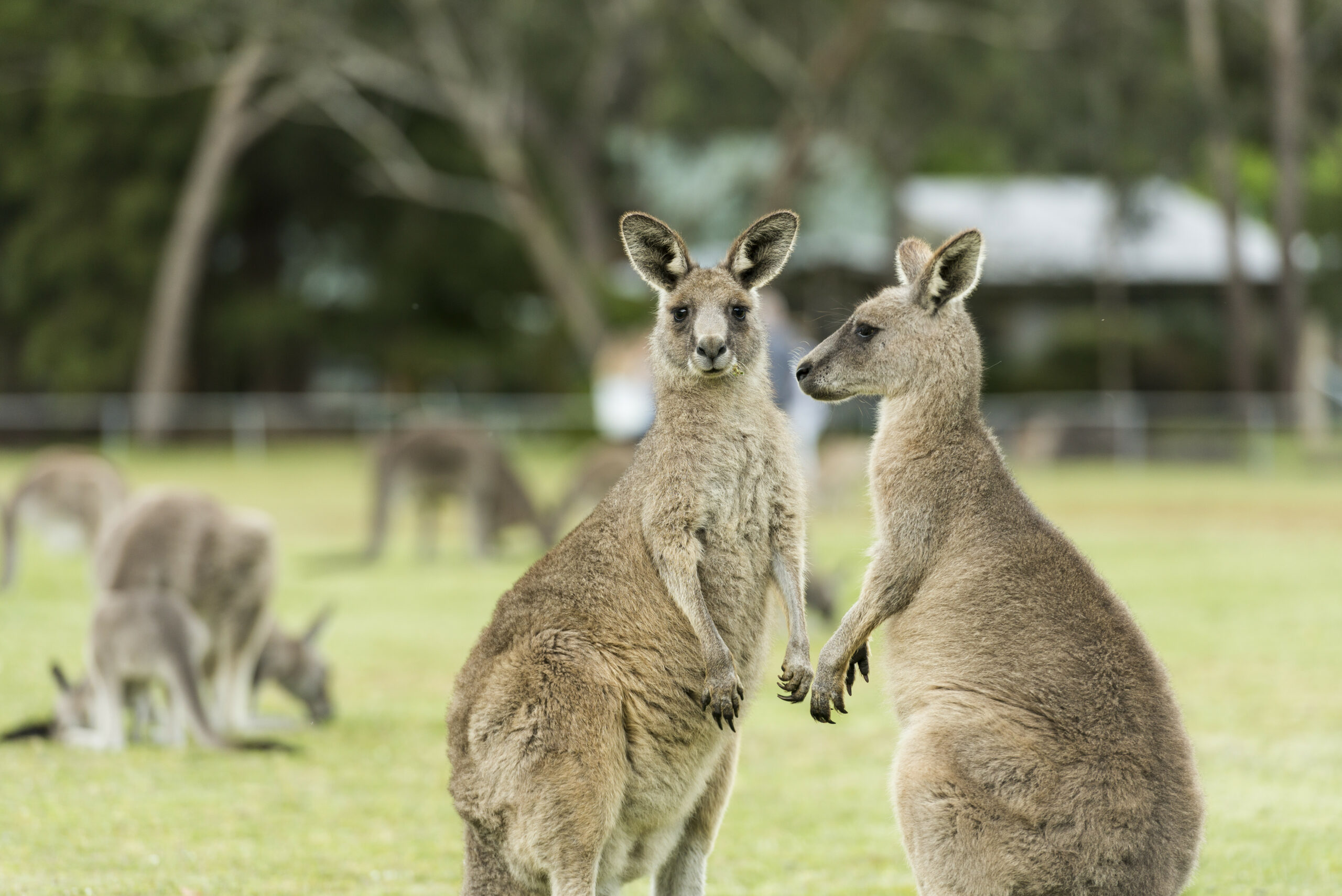 Autopia Tours: Adelaide to Melbourne 3 Day Tour (Basic Dorm Share)