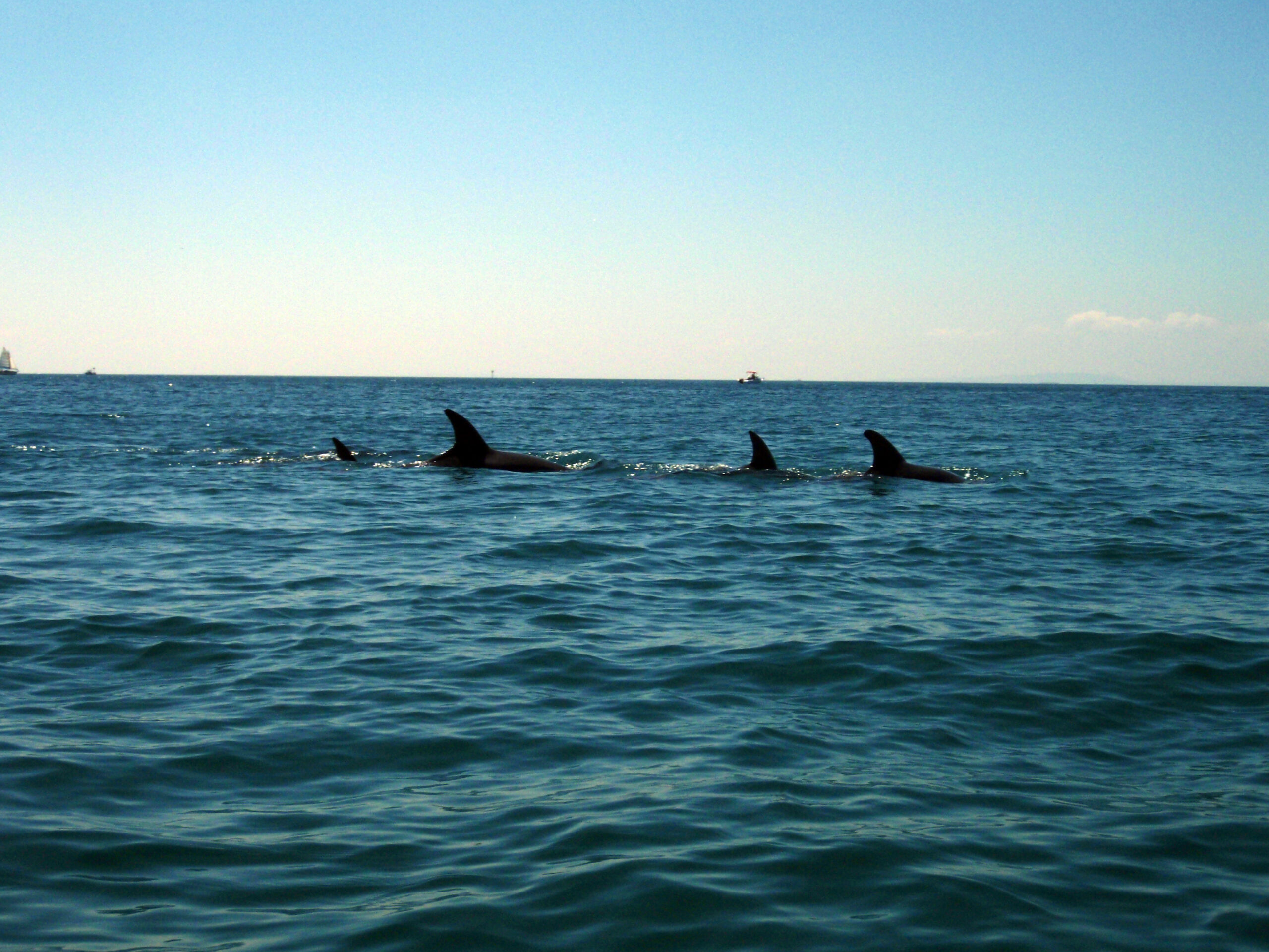 Sea Kayak Tour - Dolphin Sanctuary