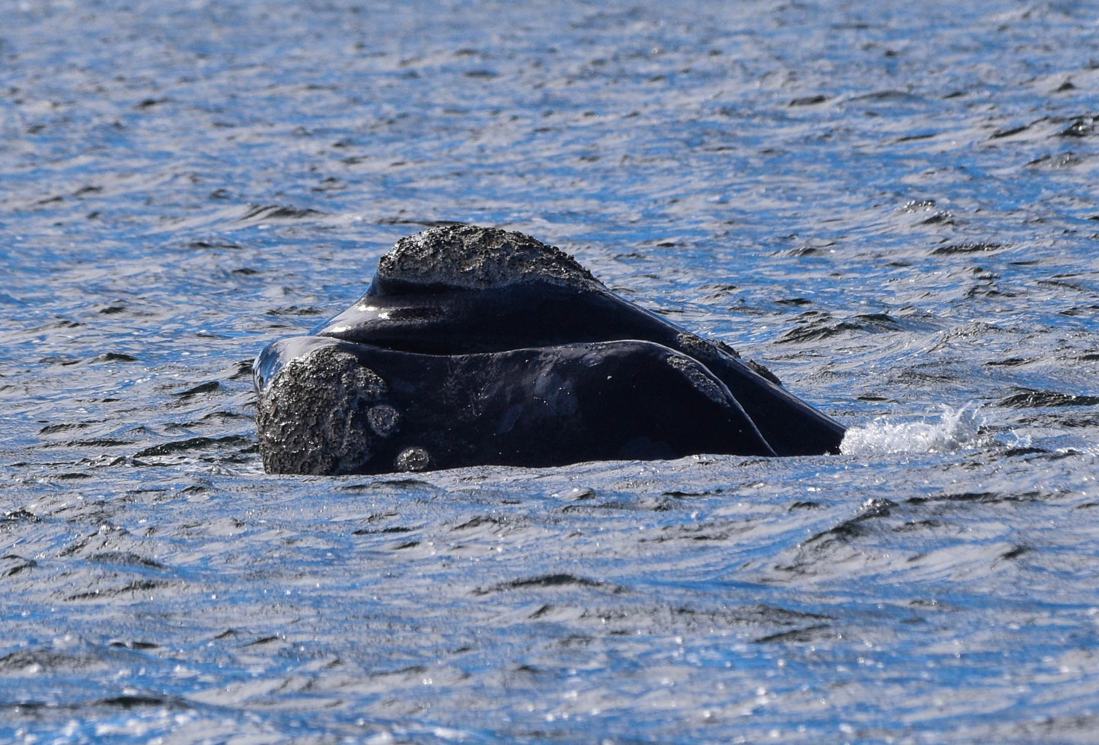 3 Hour Winter Whale Safari (May - Oct) around King George Sound