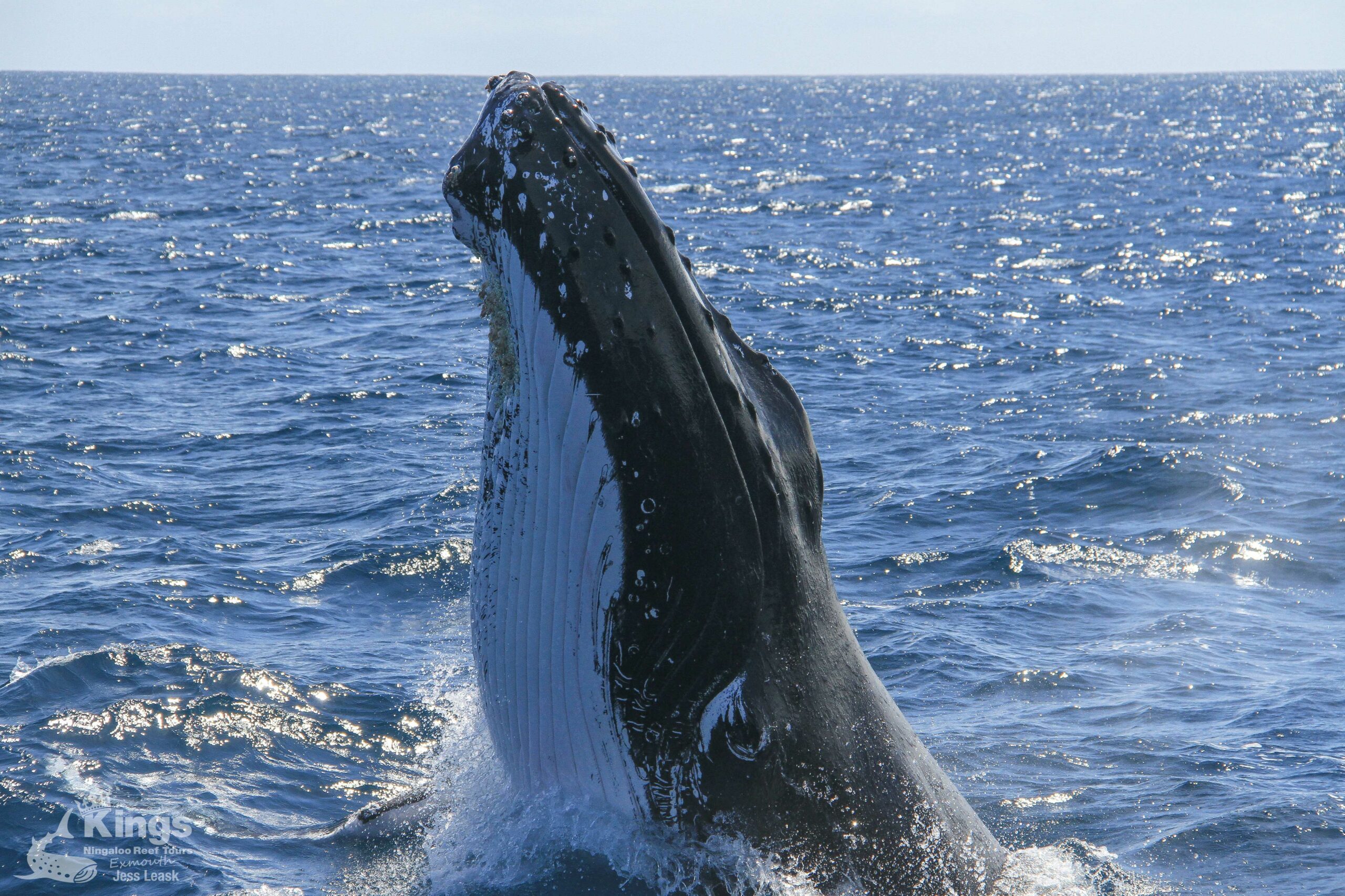 Whale Shark/Humpback/Eco Sea Life Tour (AUG-SEPT)