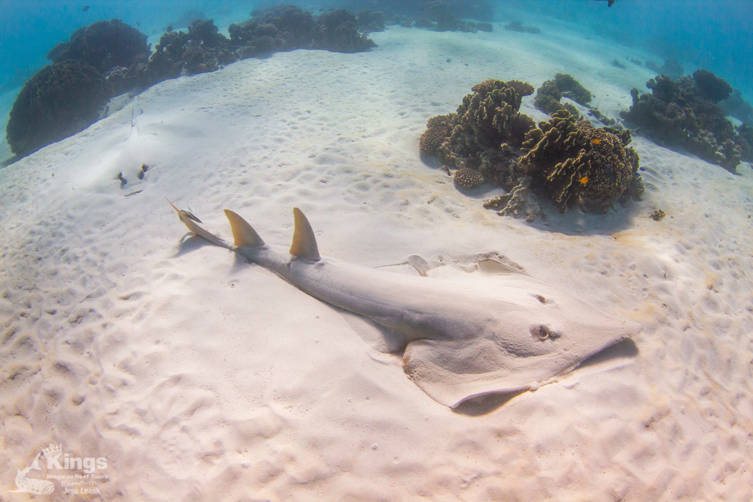 Whale Shark Snorkelling Adventure Tour (APR-JUL)