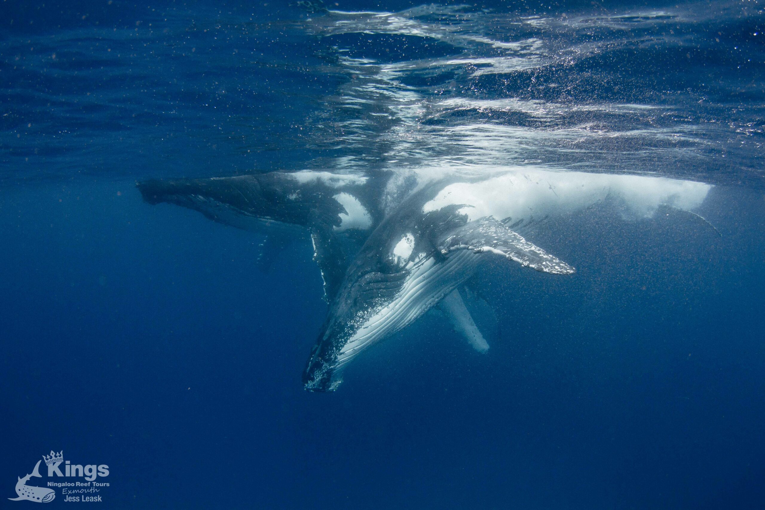 Whale Shark/Humpback/Eco Sea Life Tour (AUG-SEPT)