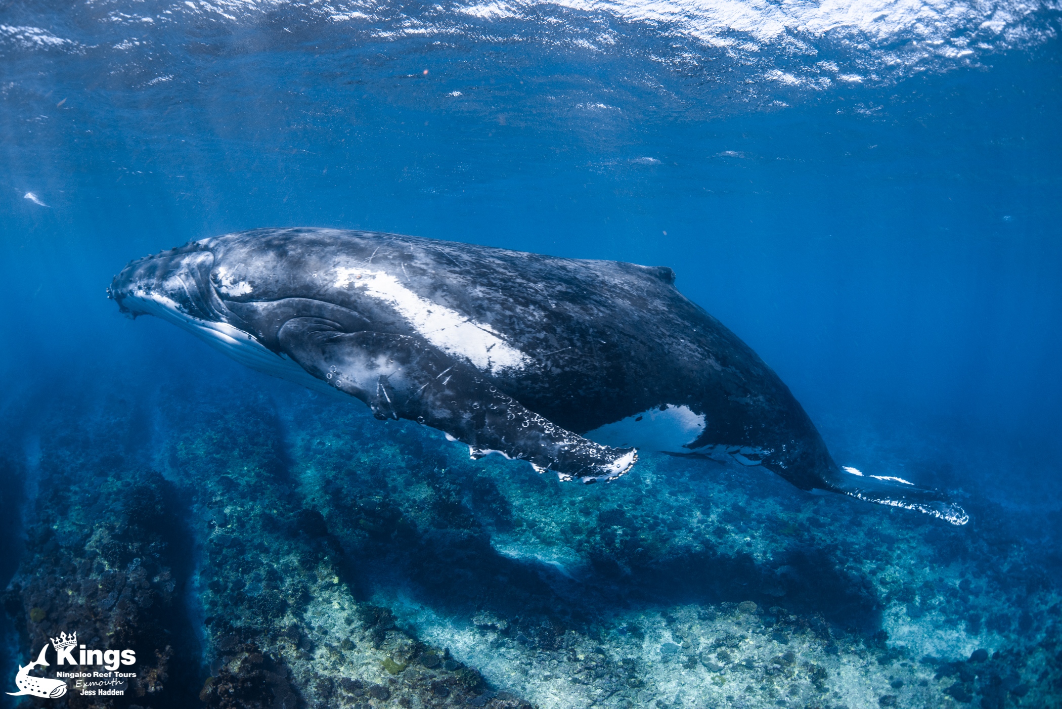 BOOKEASY 2025 Whale Shark/Humpback/Eco Sea Life Tour (AUG-SEPT)