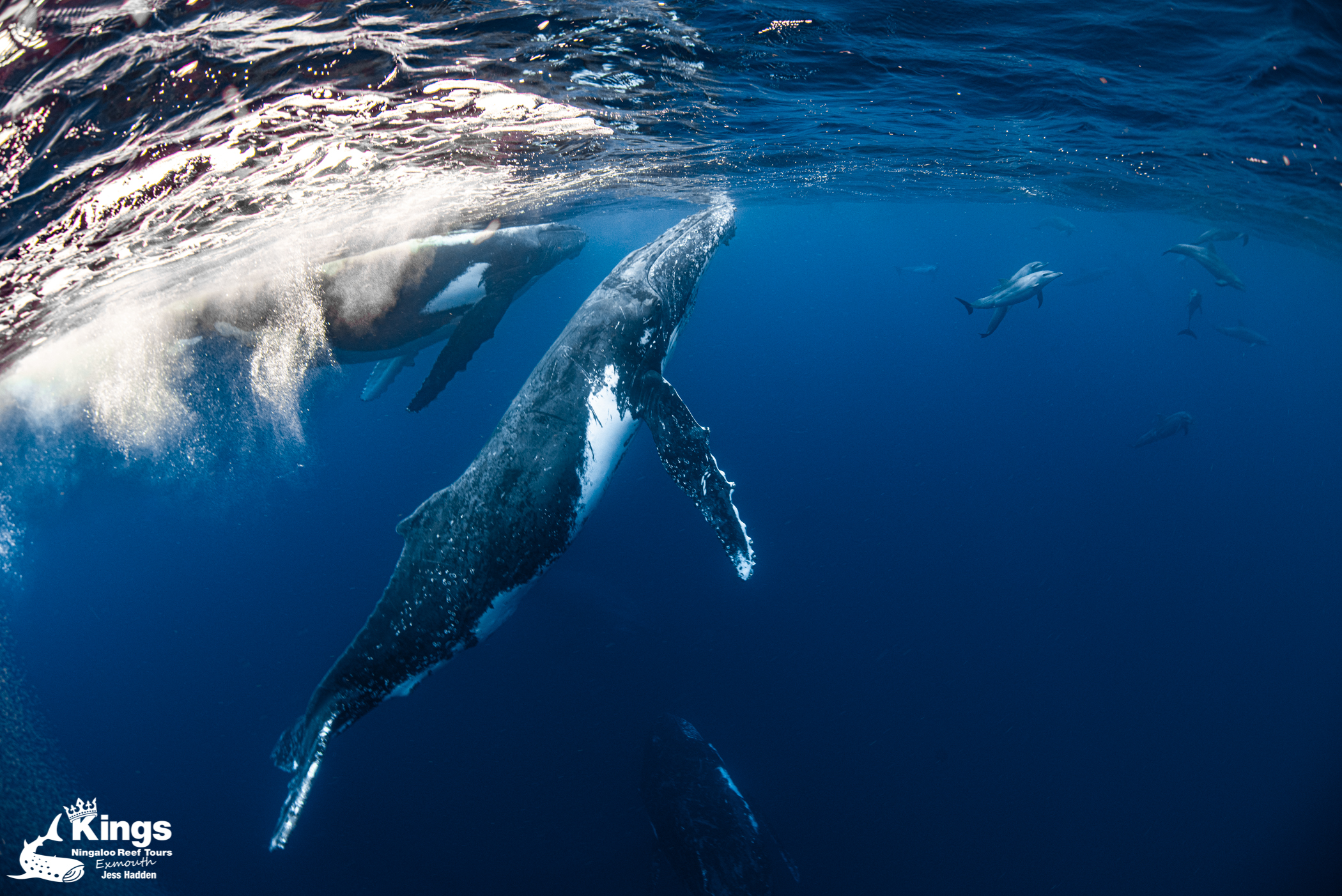 Whale Shark/Humpback/Eco Sea Life Tour (AUG-SEPT)