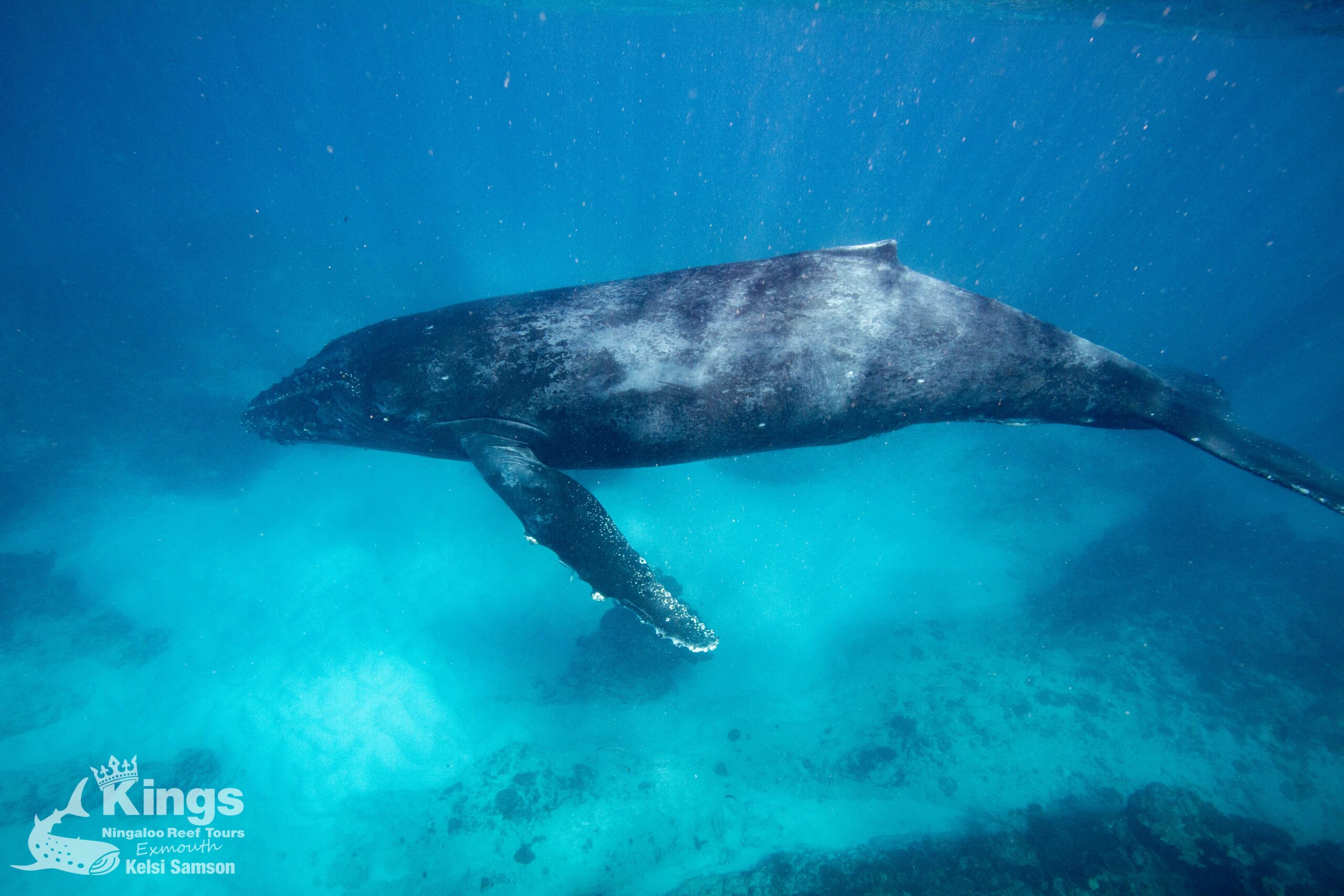 Whale Shark/Humpback/Eco Sea Life Tour (AUG-SEPT)