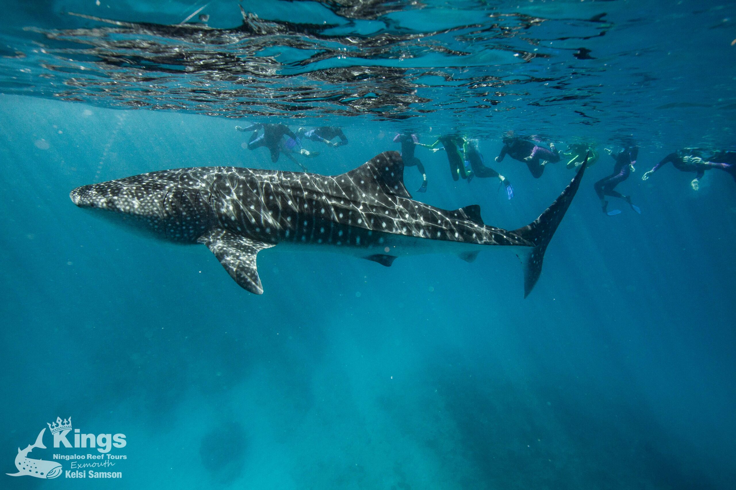 Whale Shark Snorkelling Adventure Tour (APR-JUL)