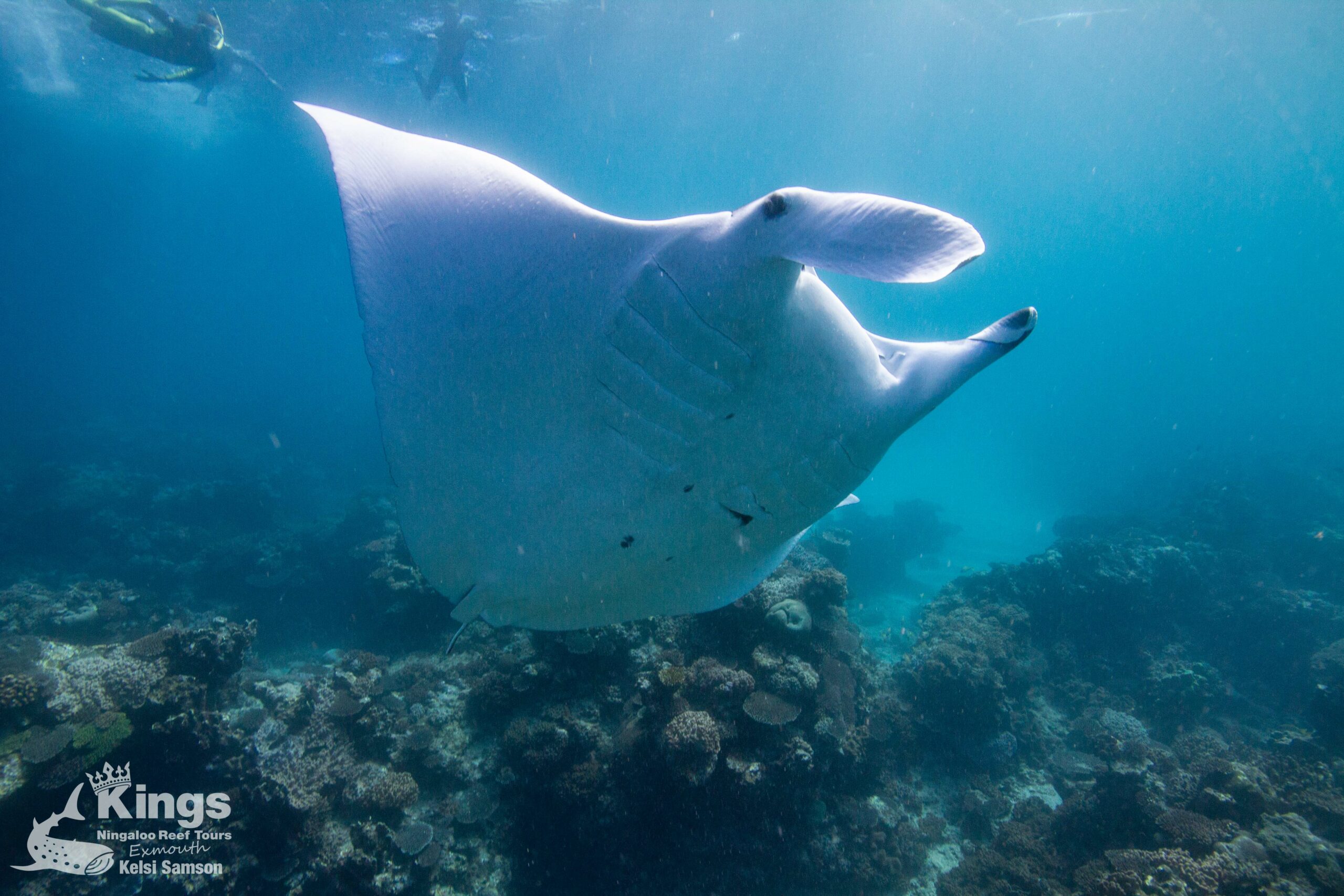 Whale Shark Snorkelling Adventure Tour (APR-JUL)