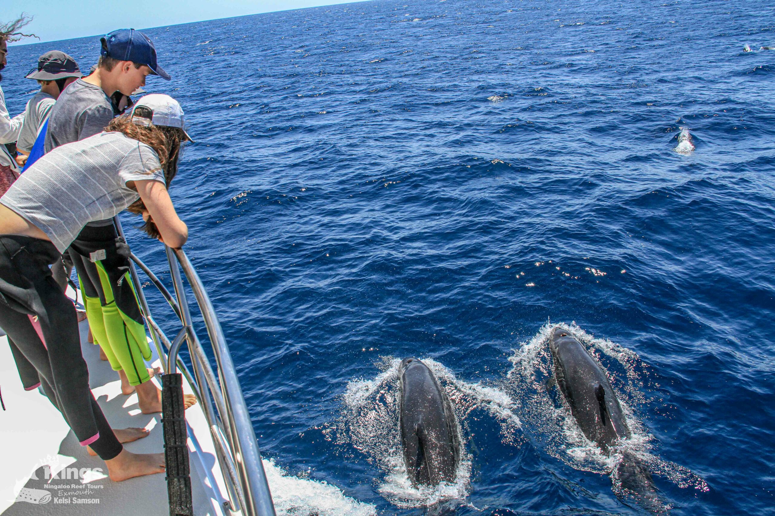 Whale Shark Snorkelling Adventure Tour (APR-JUL)