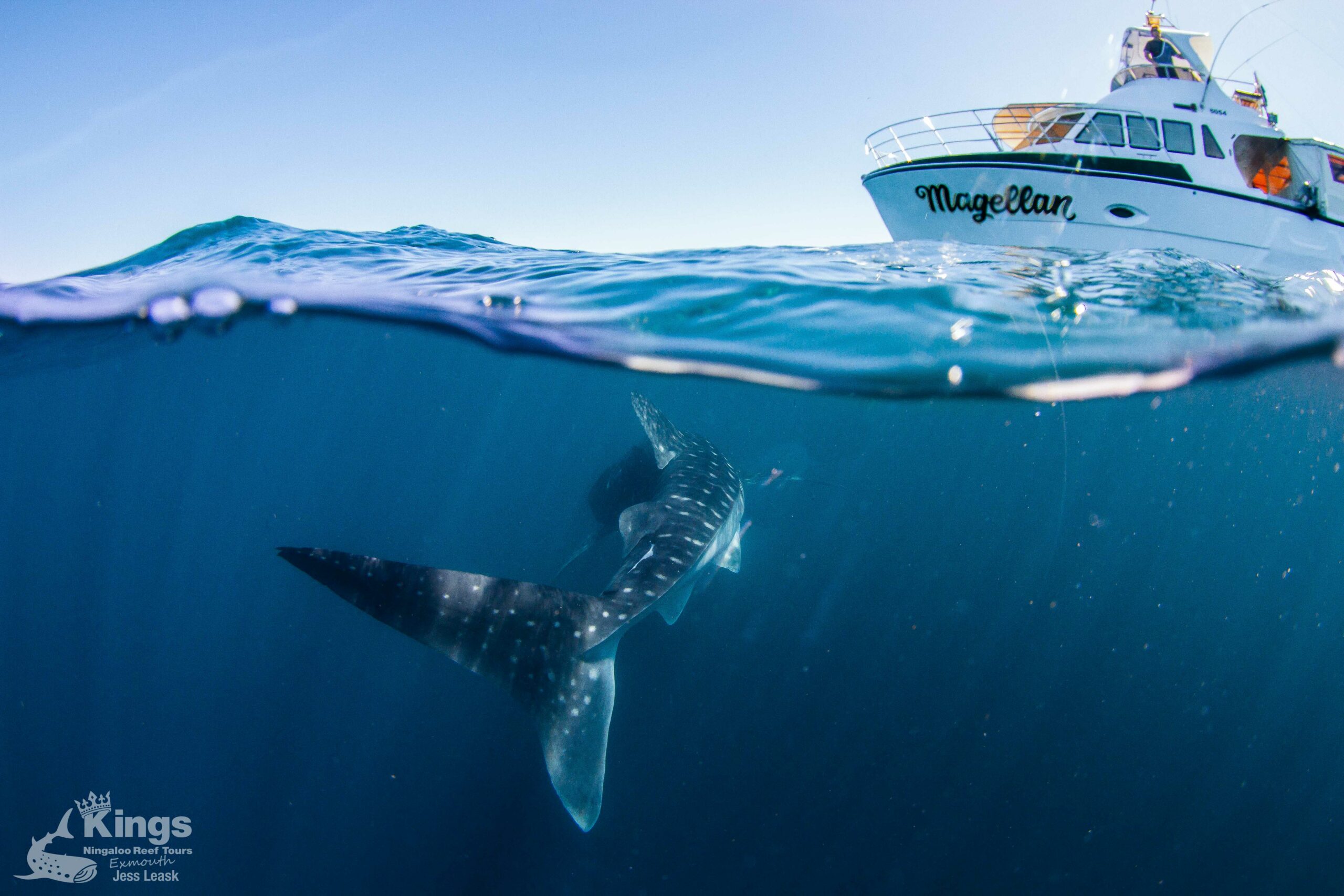 Whale Shark Snorkelling Adventure Tour (APR-JUL)