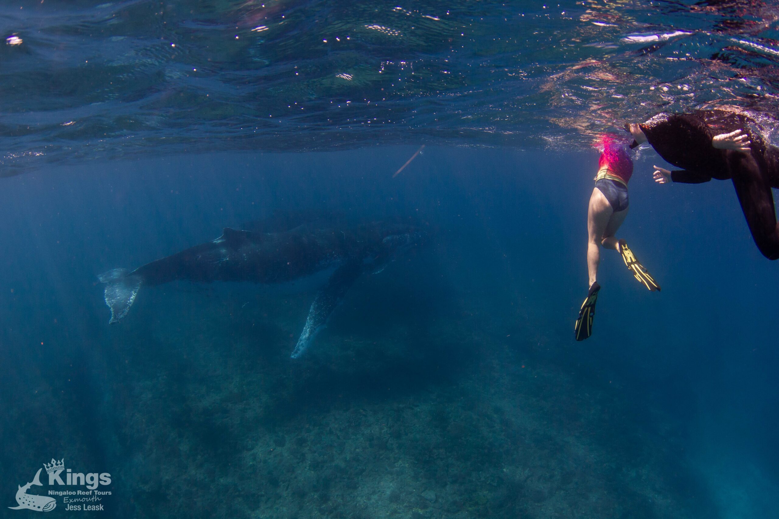 Whale Shark/Humpback/Eco Sea Life Tour (AUG-SEPT)