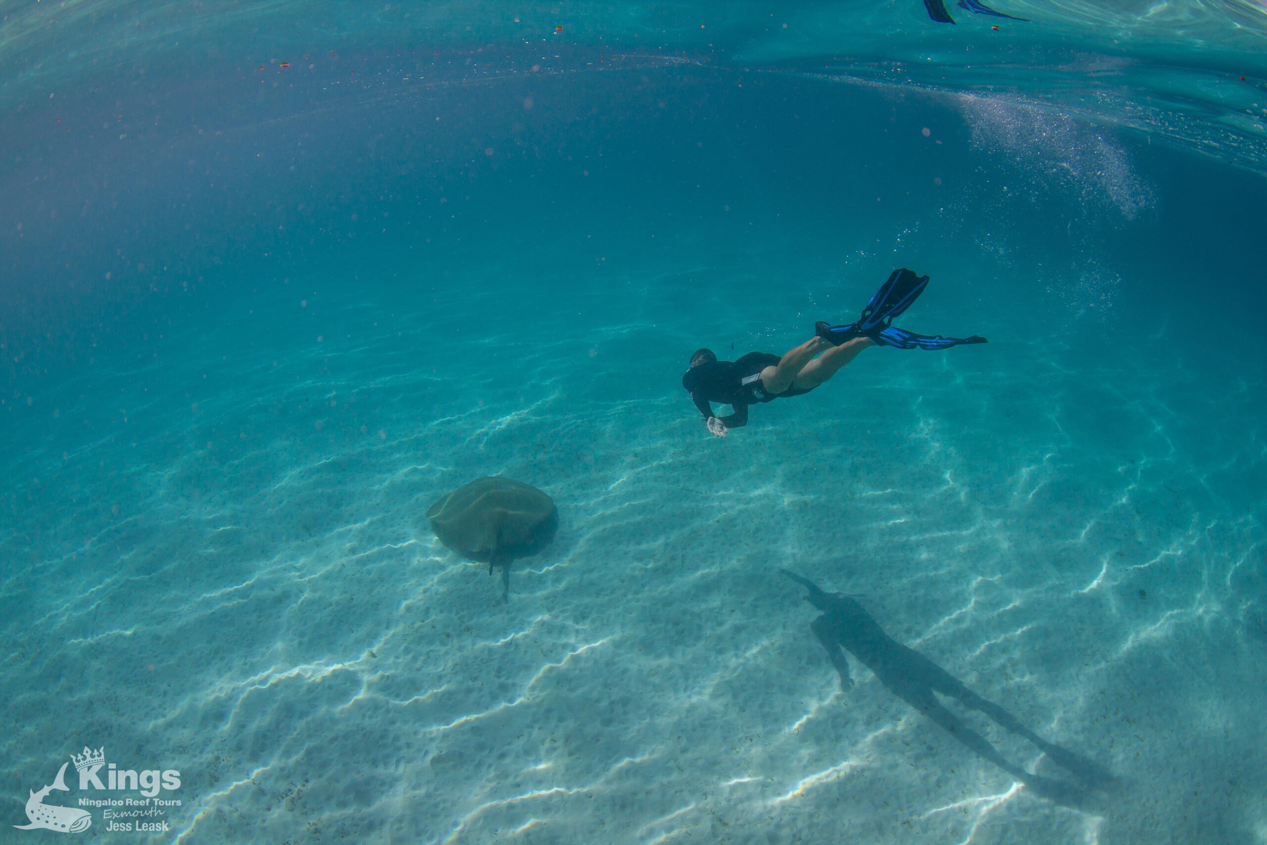 Whale Shark/Humpback/Eco Sea Life Tour (AUG-SEPT)