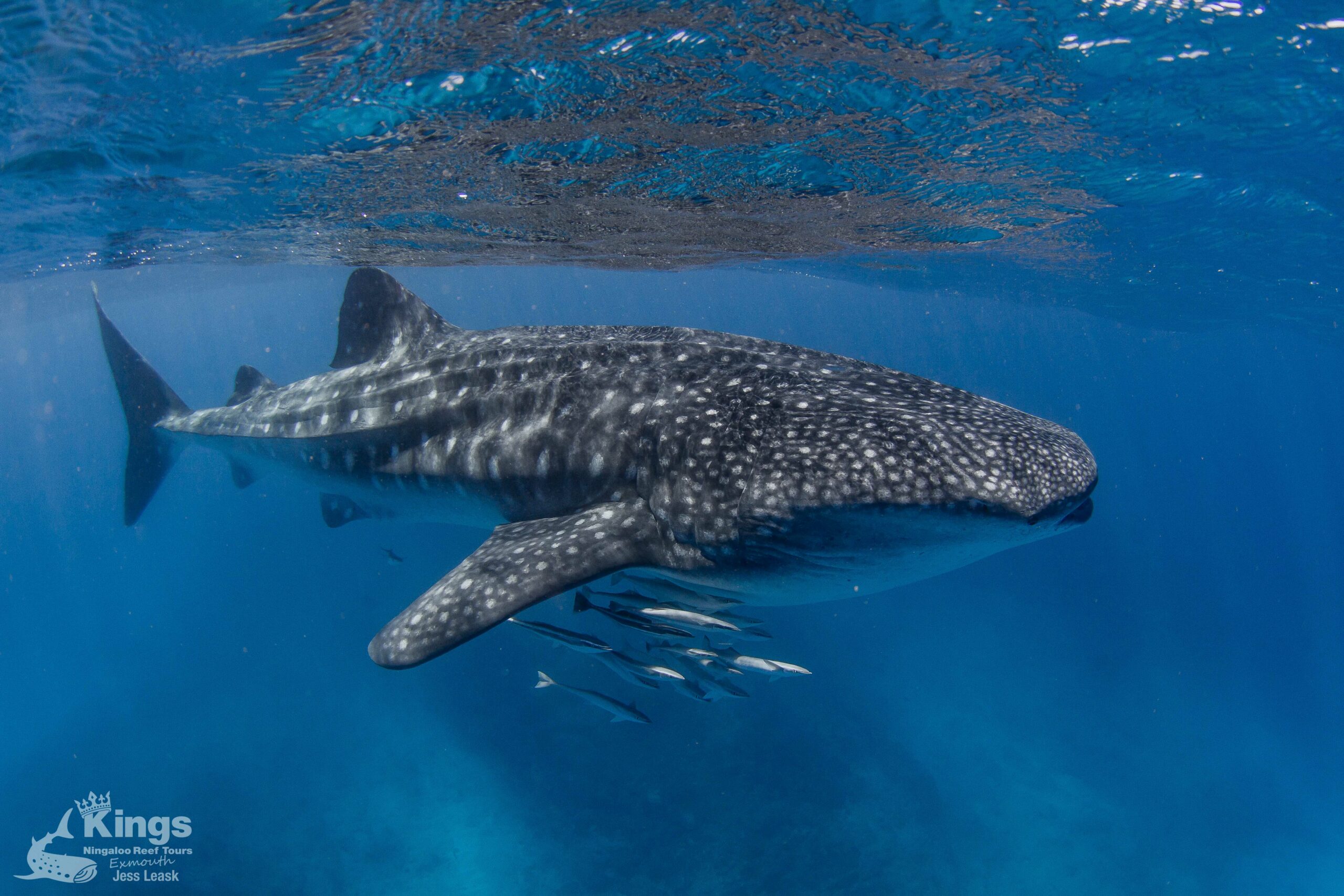 Whale Shark/Humpback/Eco Sea Life Tour (AUG-SEPT)