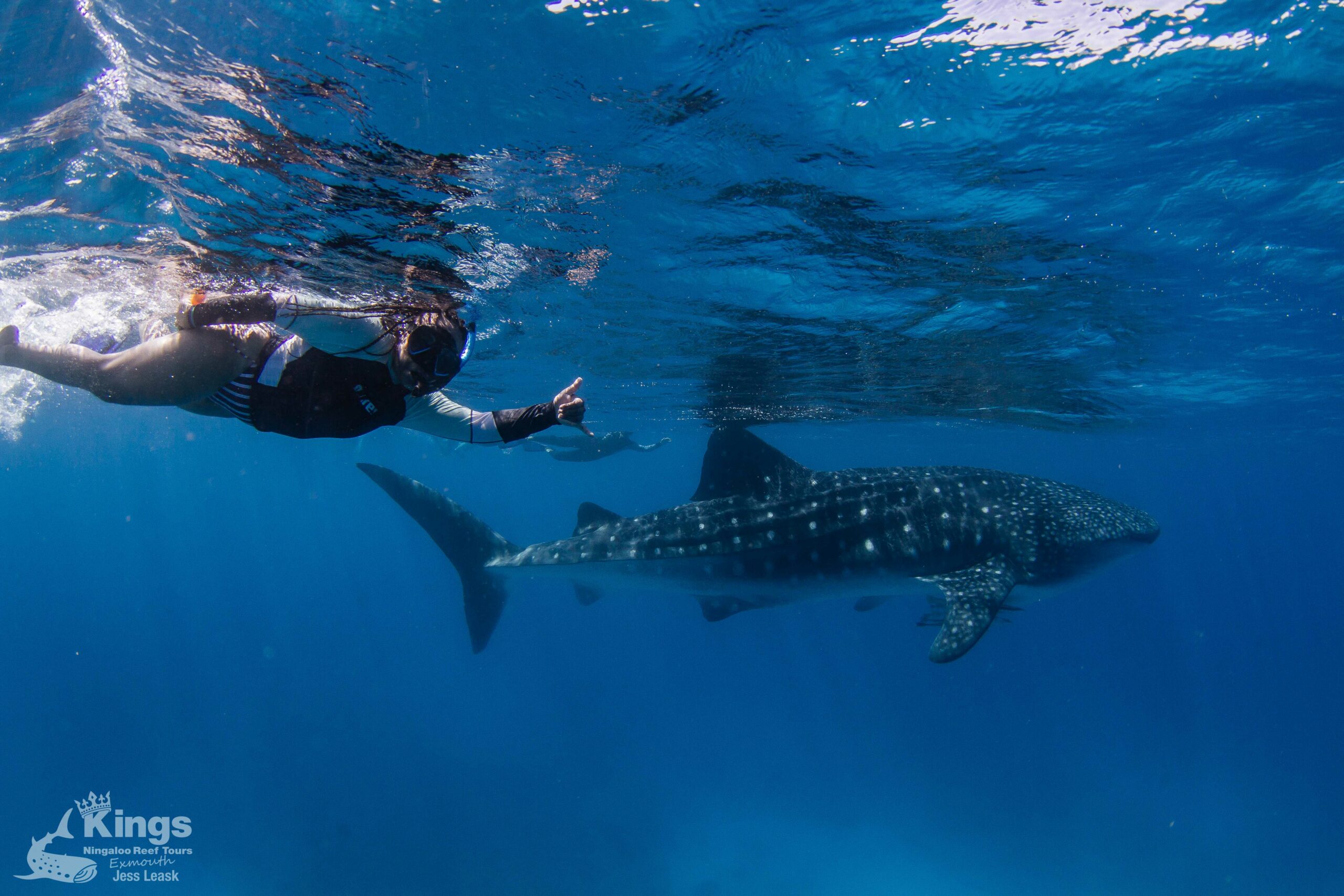 Whale Shark Snorkelling Adventure Tour (APR-JUL)