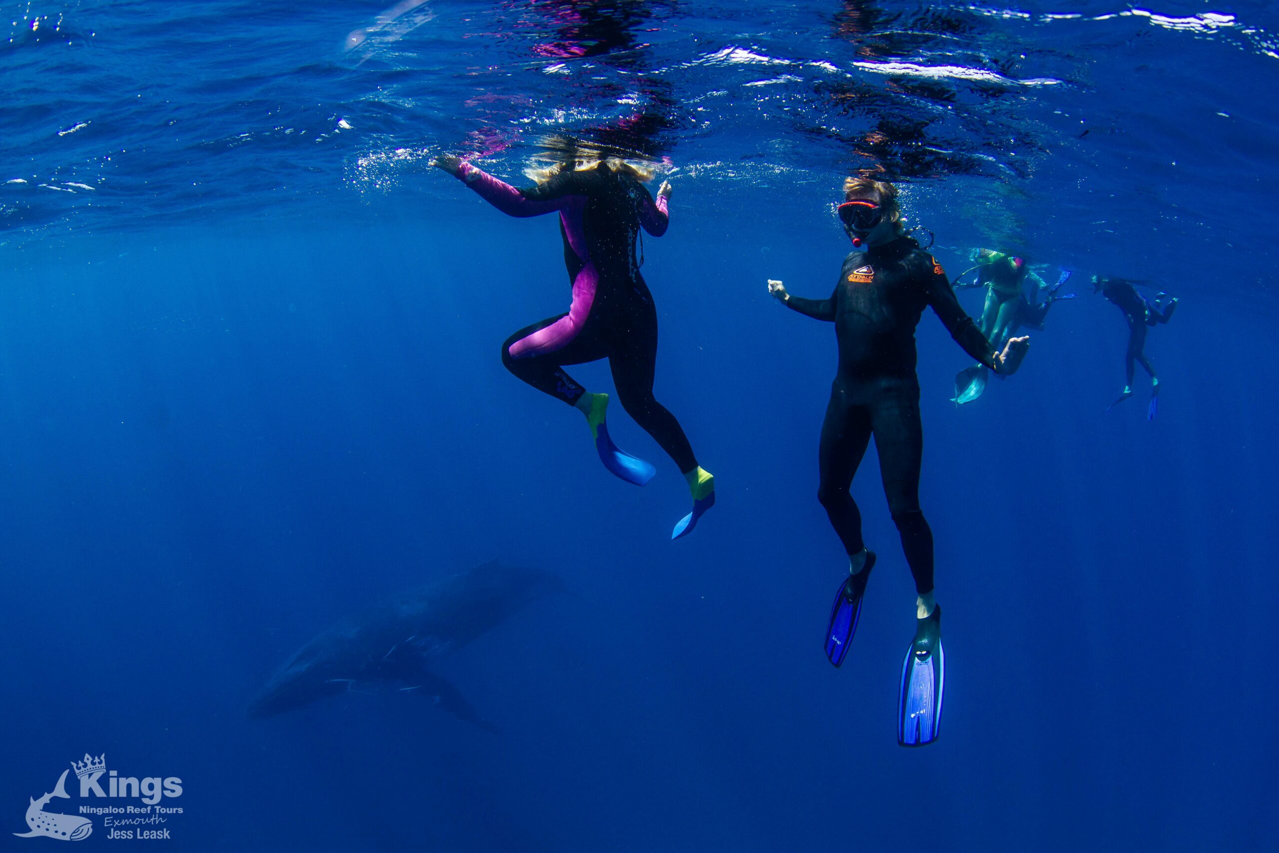 Whale Shark/Humpback/Eco Sea Life Tour (AUG-SEPT)