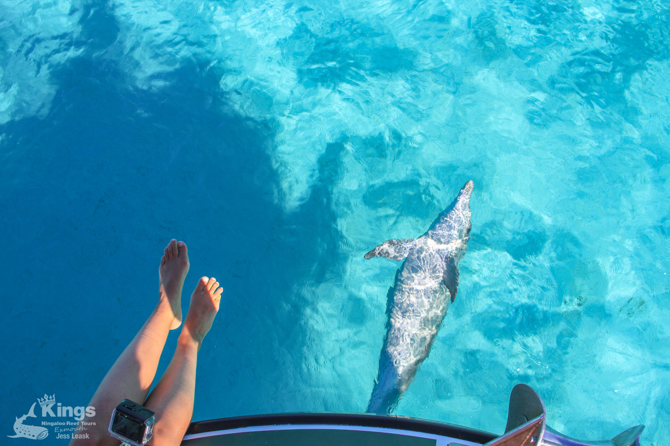 Whale Shark Snorkelling Adventure Tour (APR-JUL)