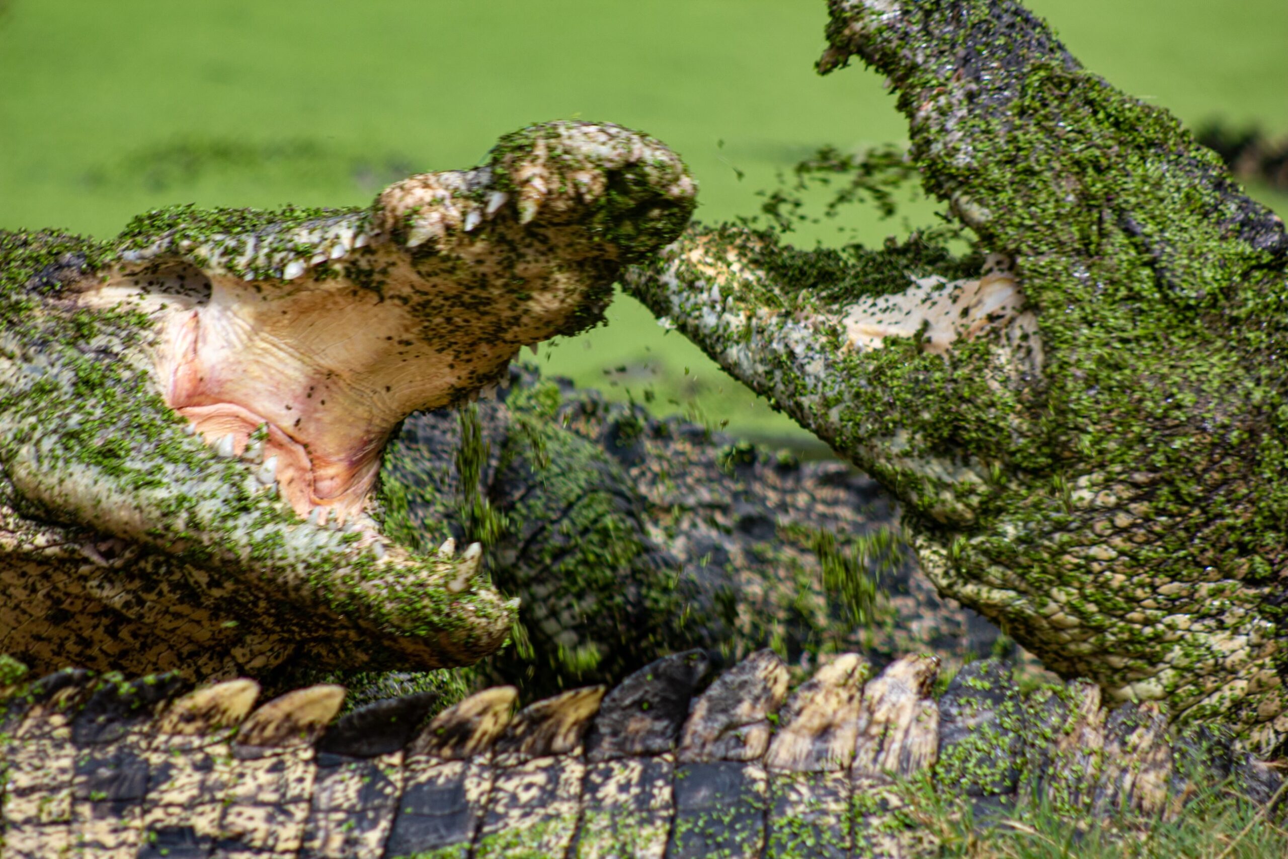 Jaws & Claws Adventure:  Malcolm Douglas Crocodile Park