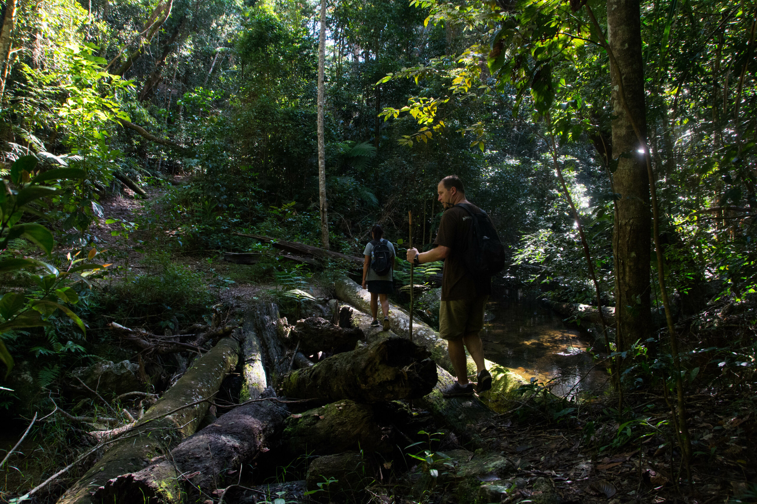 Cairns Hiking Experience