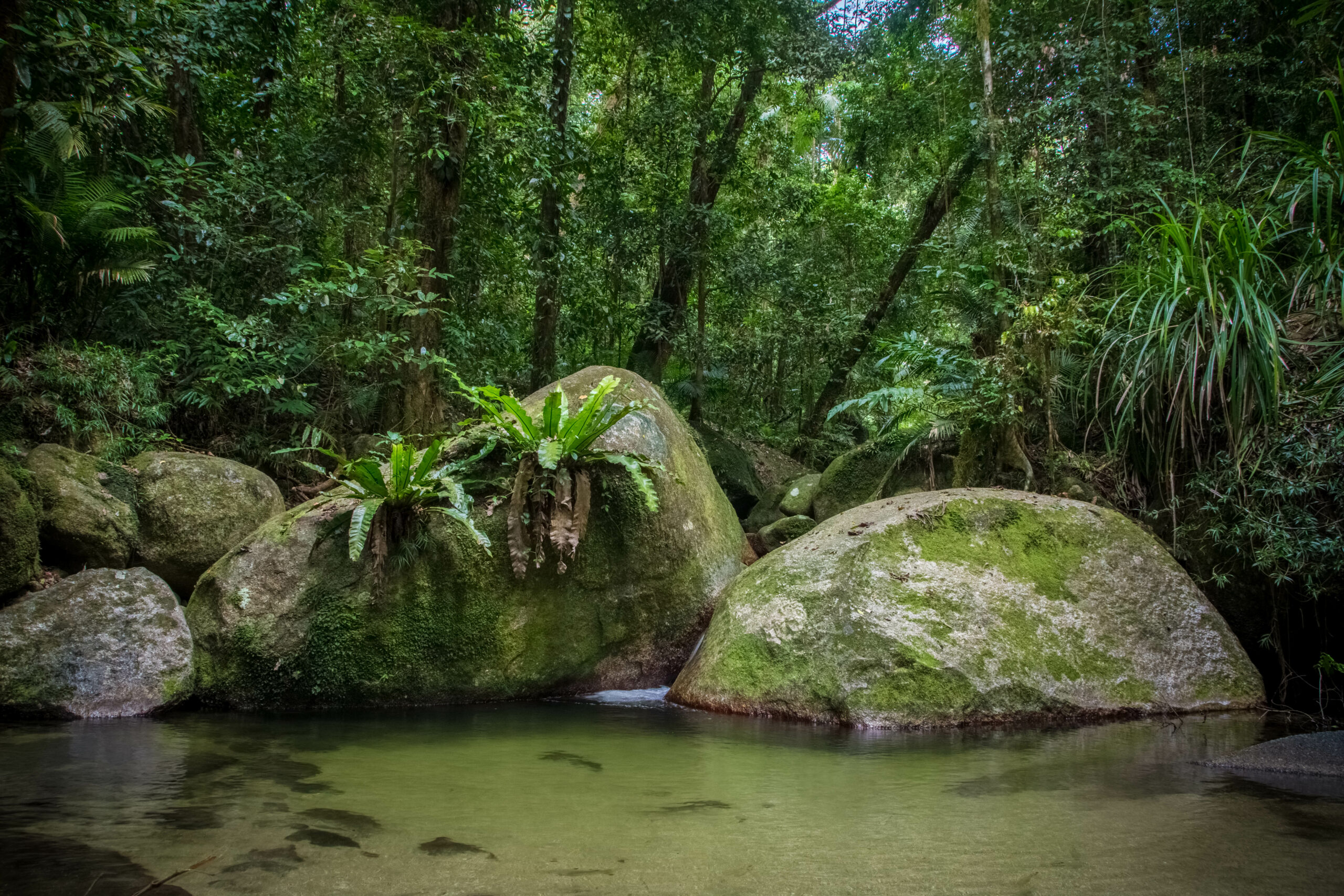 Daintree Exclusive - Private tour