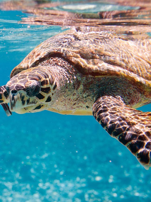 Turtle Discovery Ecotour