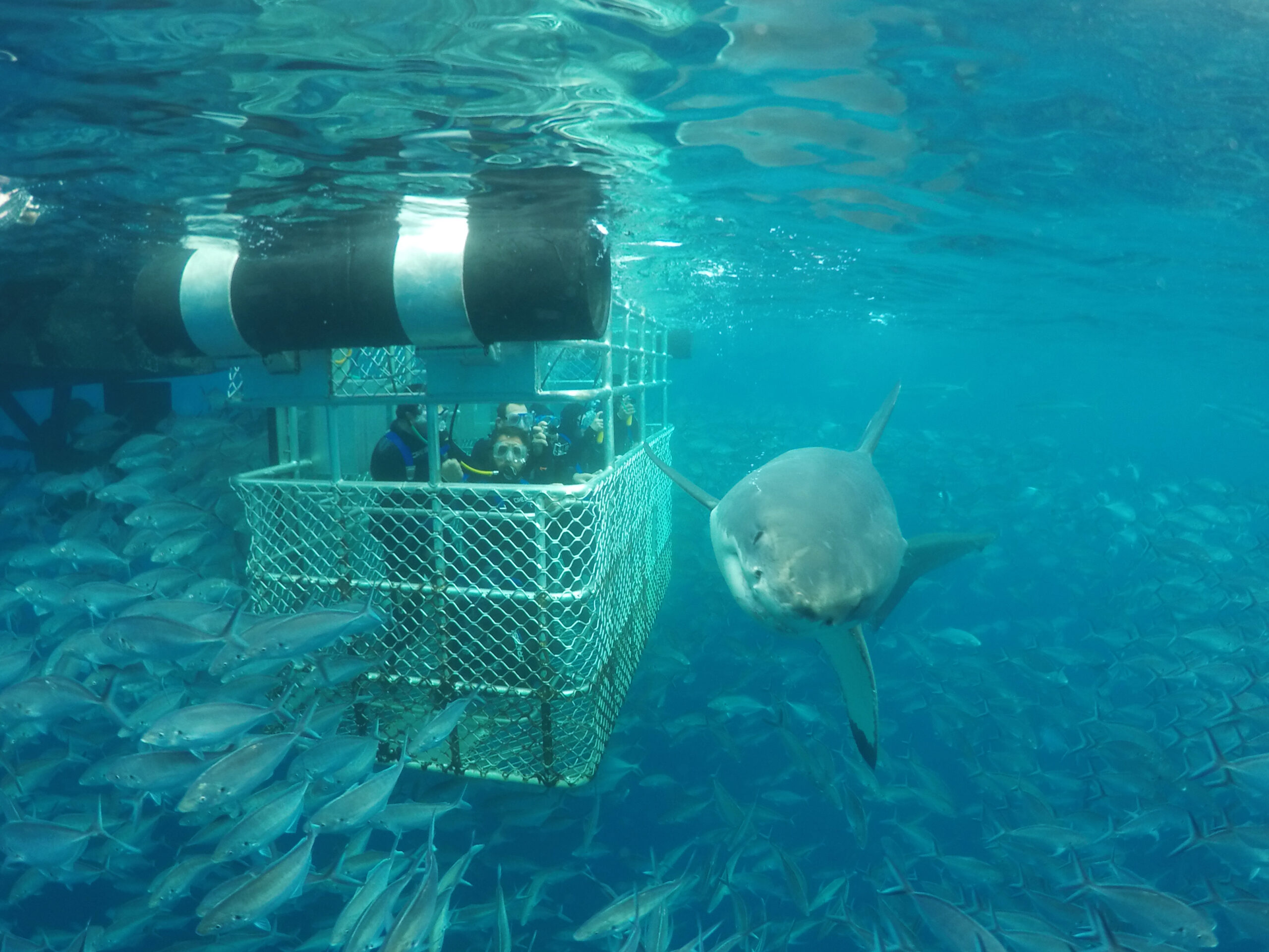 One day Great White Shark Tour