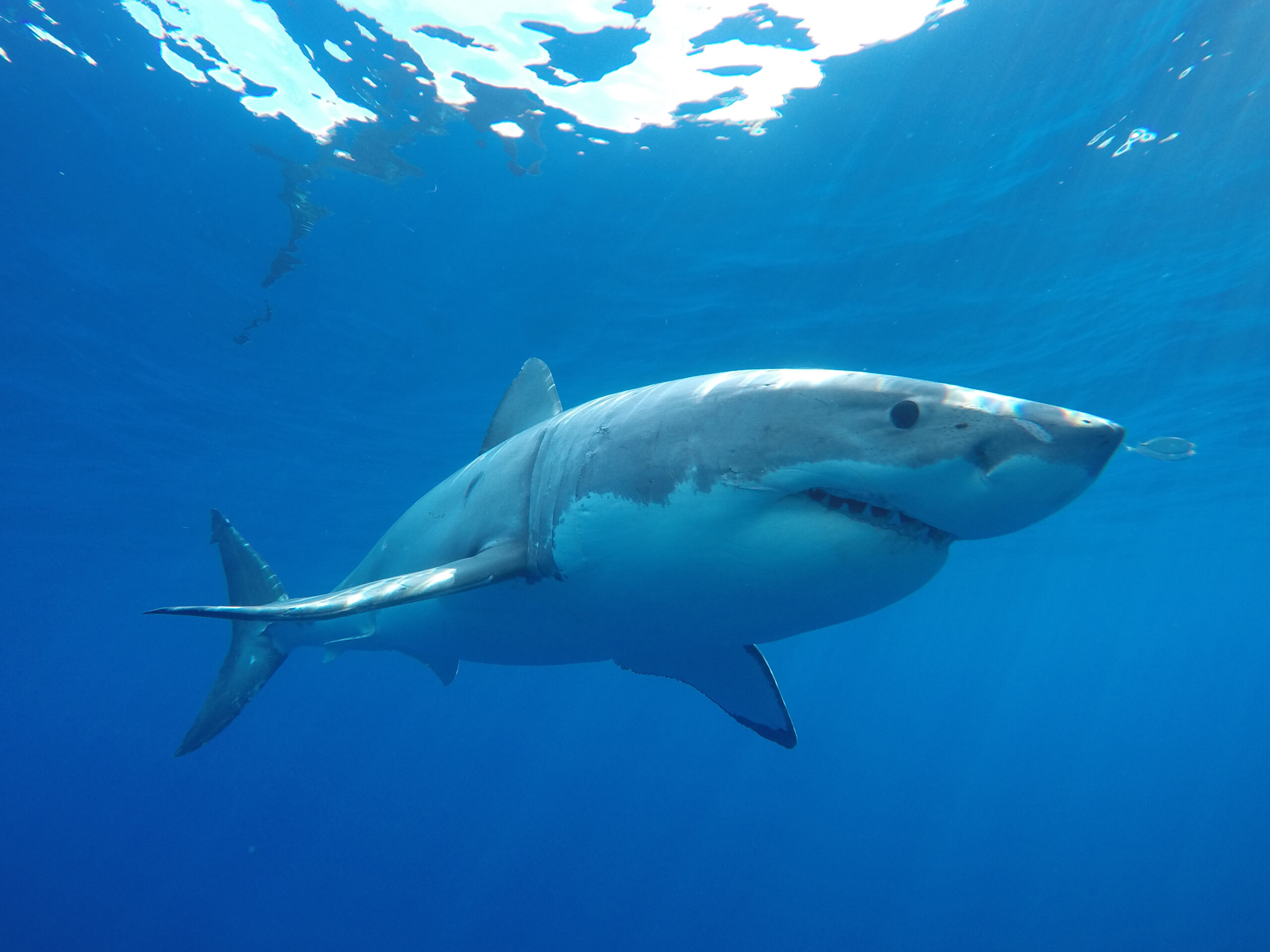 One day Great White Shark Tour