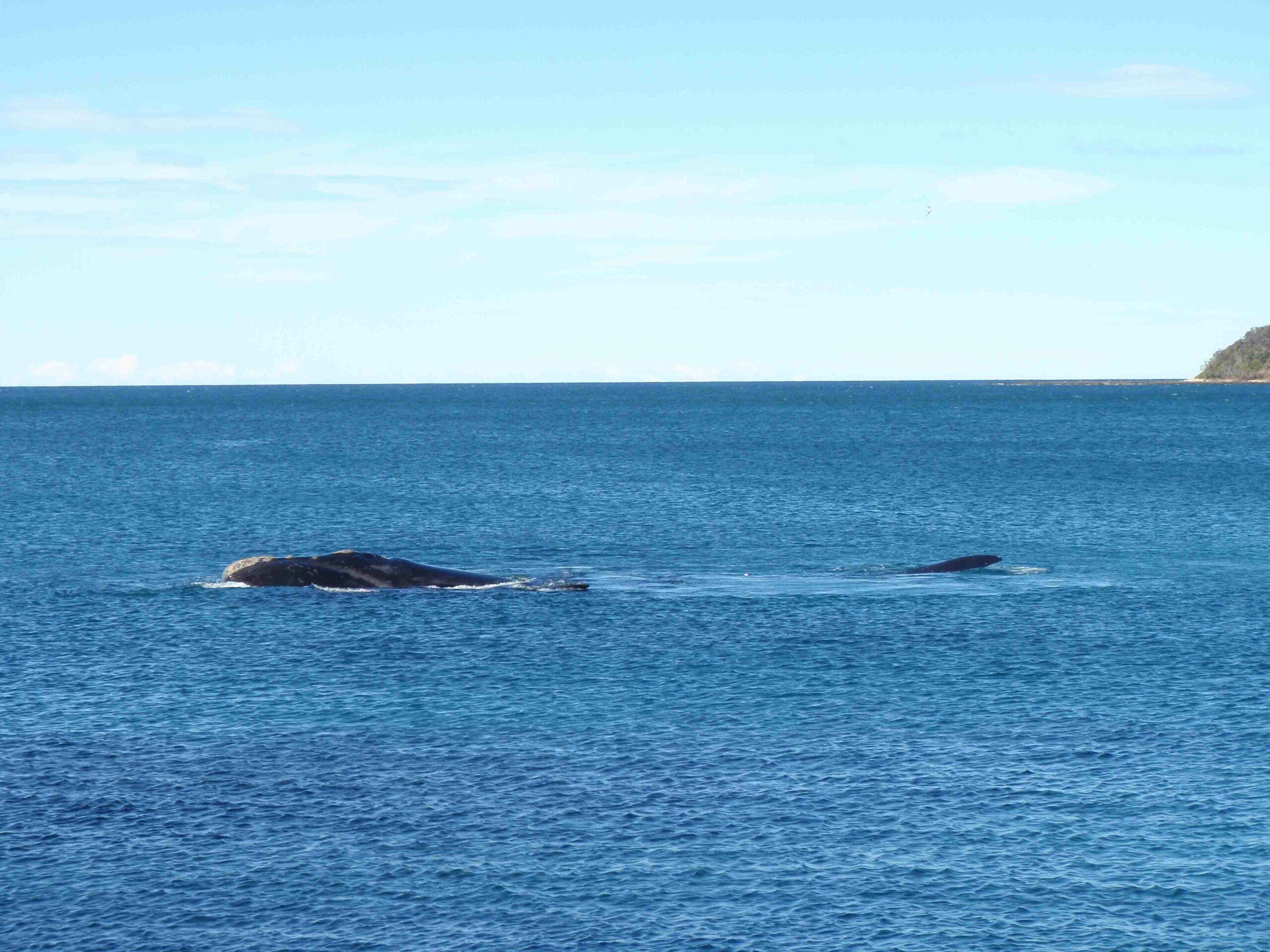 Kayak Camping Tour in Batemans Bay - Departing Canberra