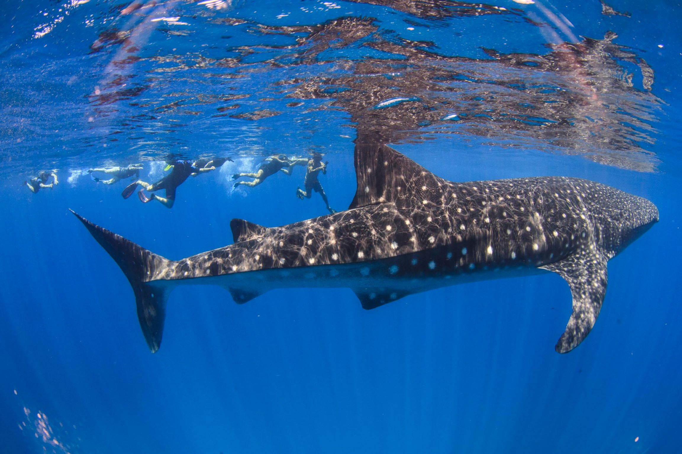 Swimming with Whale Sharks -  March to August 2021