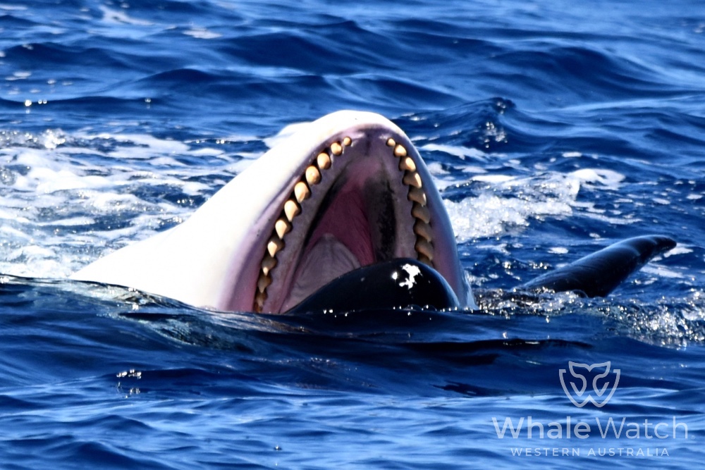 Bremer Bay Orca Experience