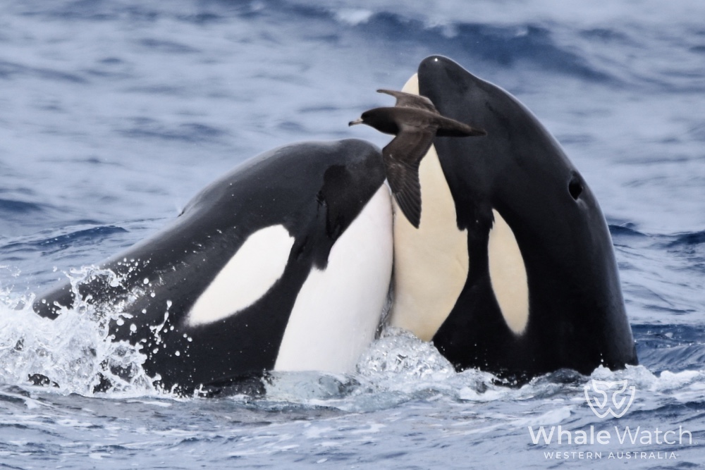 Bremer Bay Orca Experience