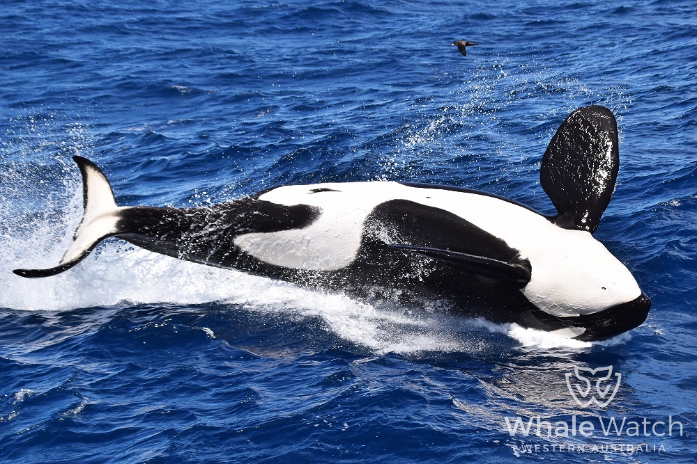 Bremer Bay Orca Experience