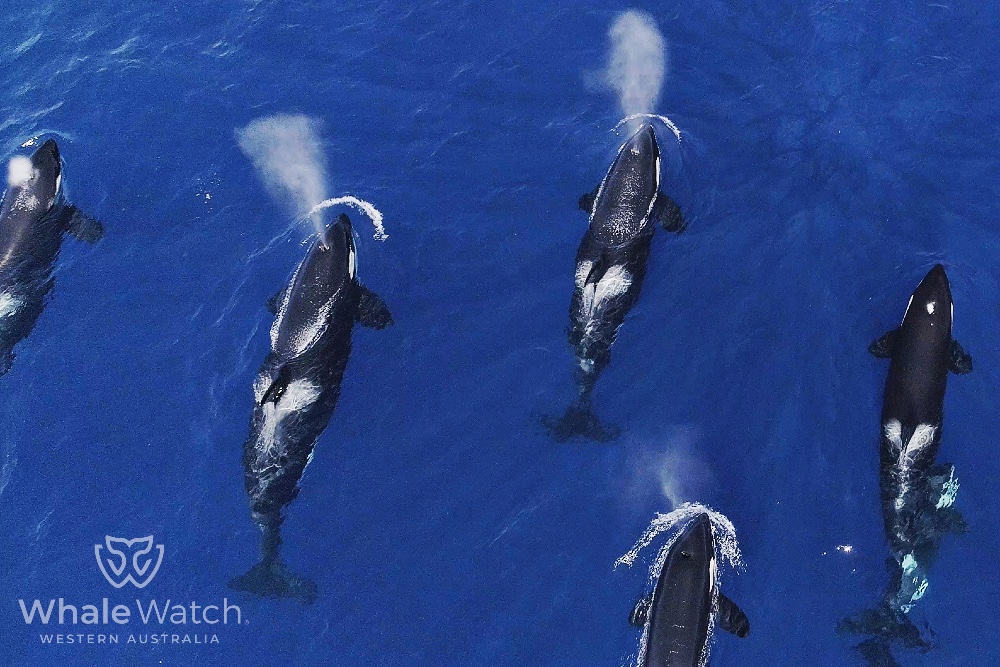 Bremer Bay Orca Experience