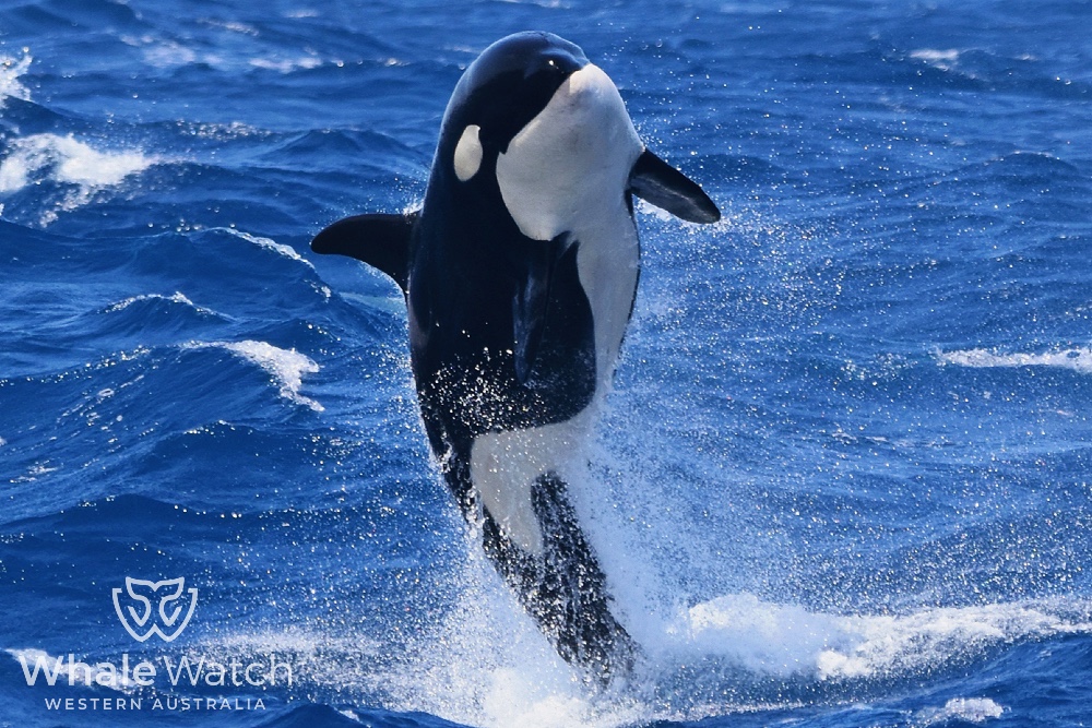 Bremer Bay Orca Experience