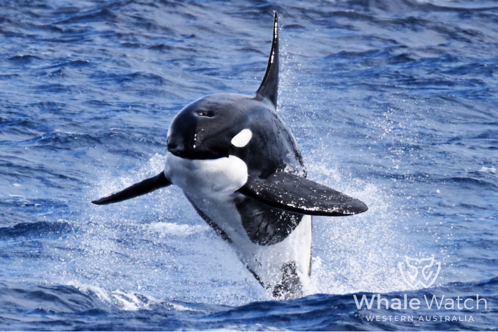 Bremer Bay Orca Experience