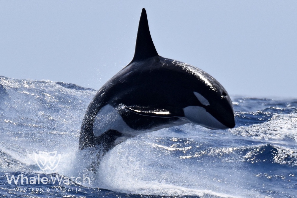 Bremer Bay Orca Experience, Australia | Activities in Australia